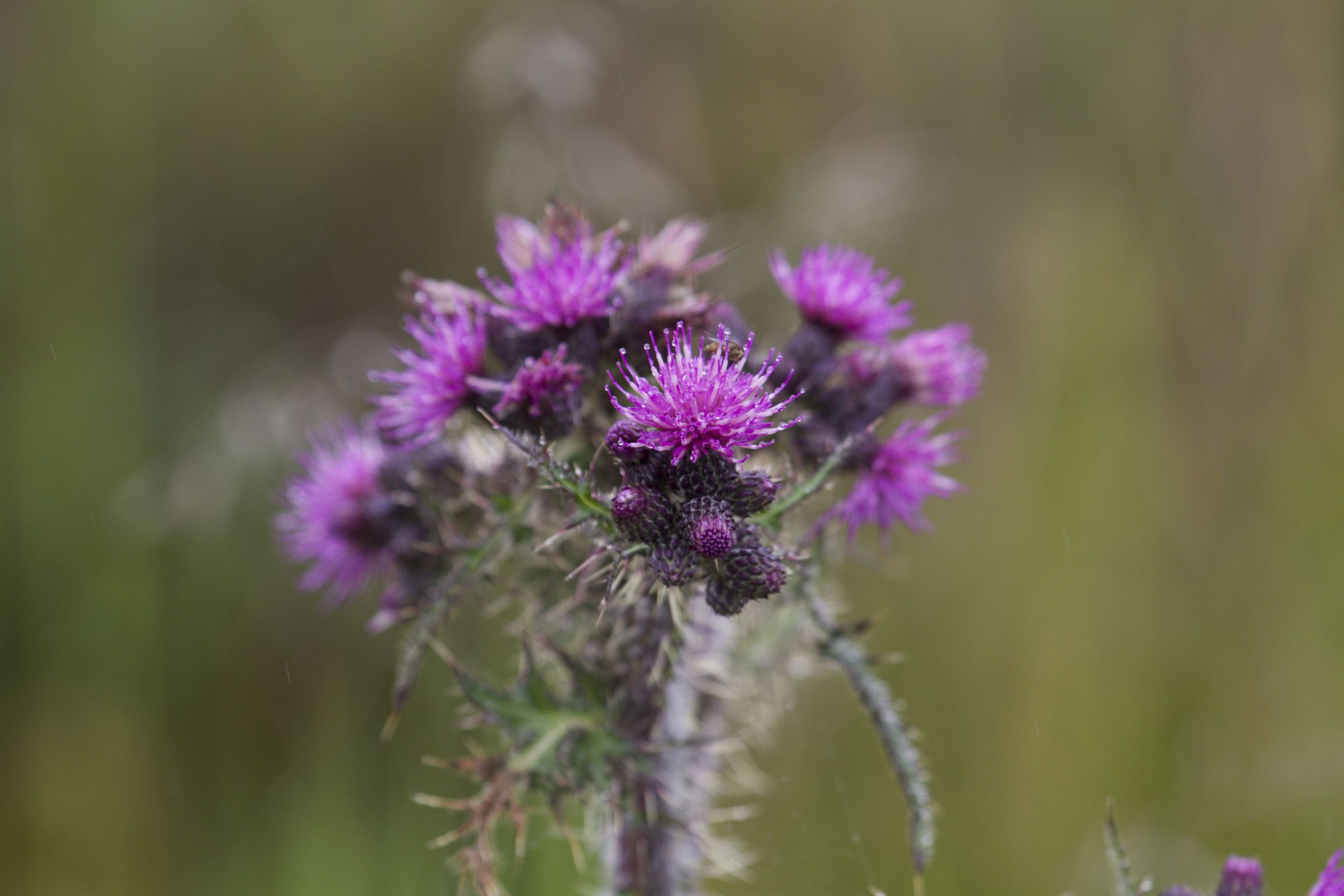 Scottish Thistle