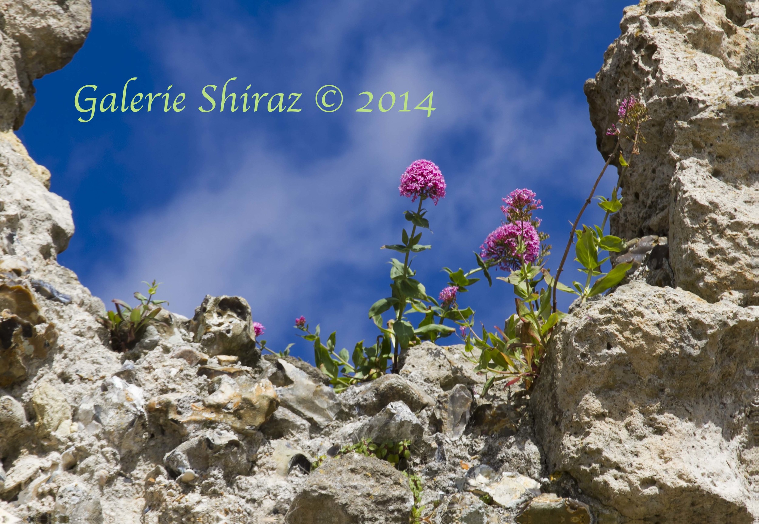 Flower - Porchester Castle