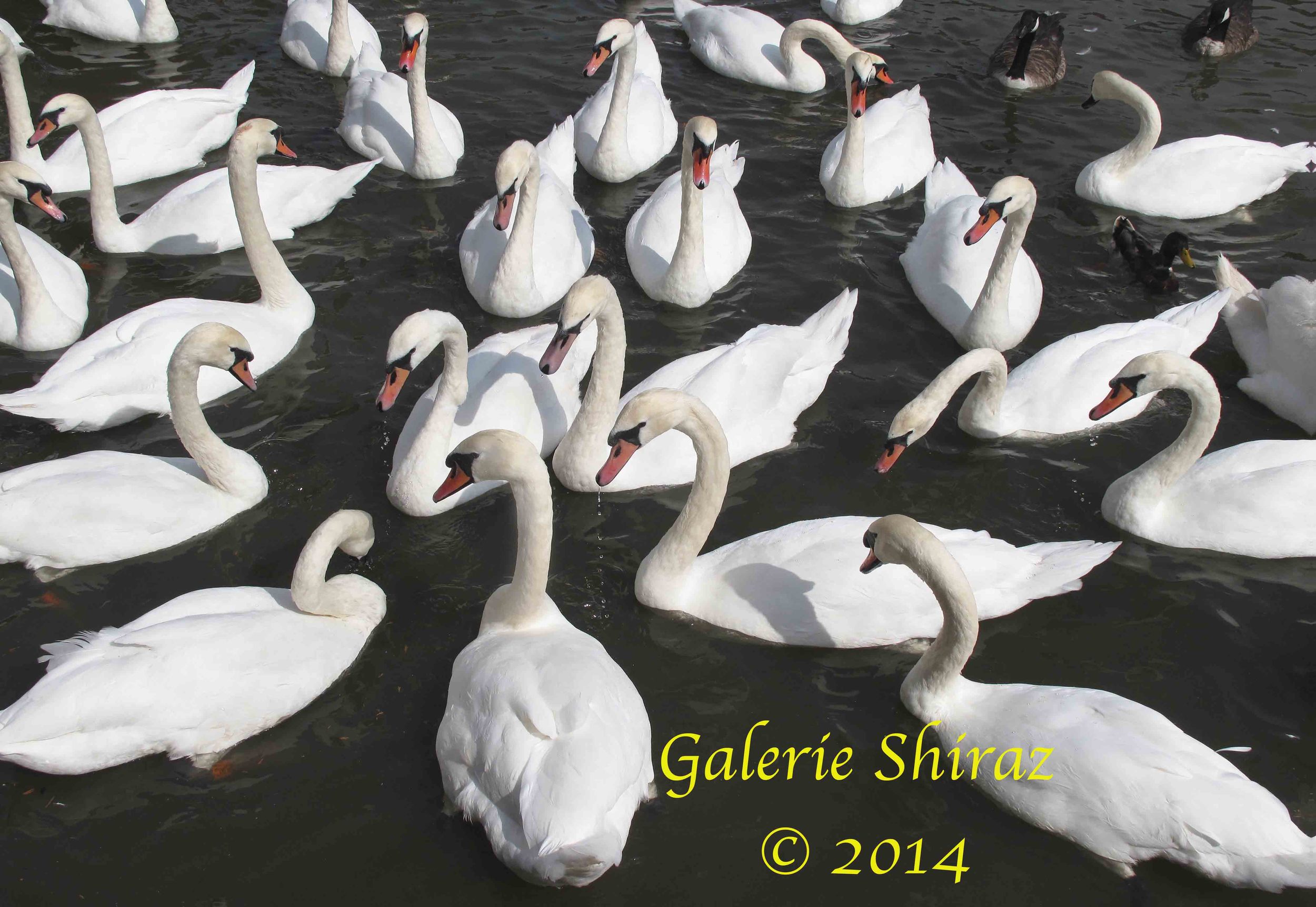 Swans on the River Avon