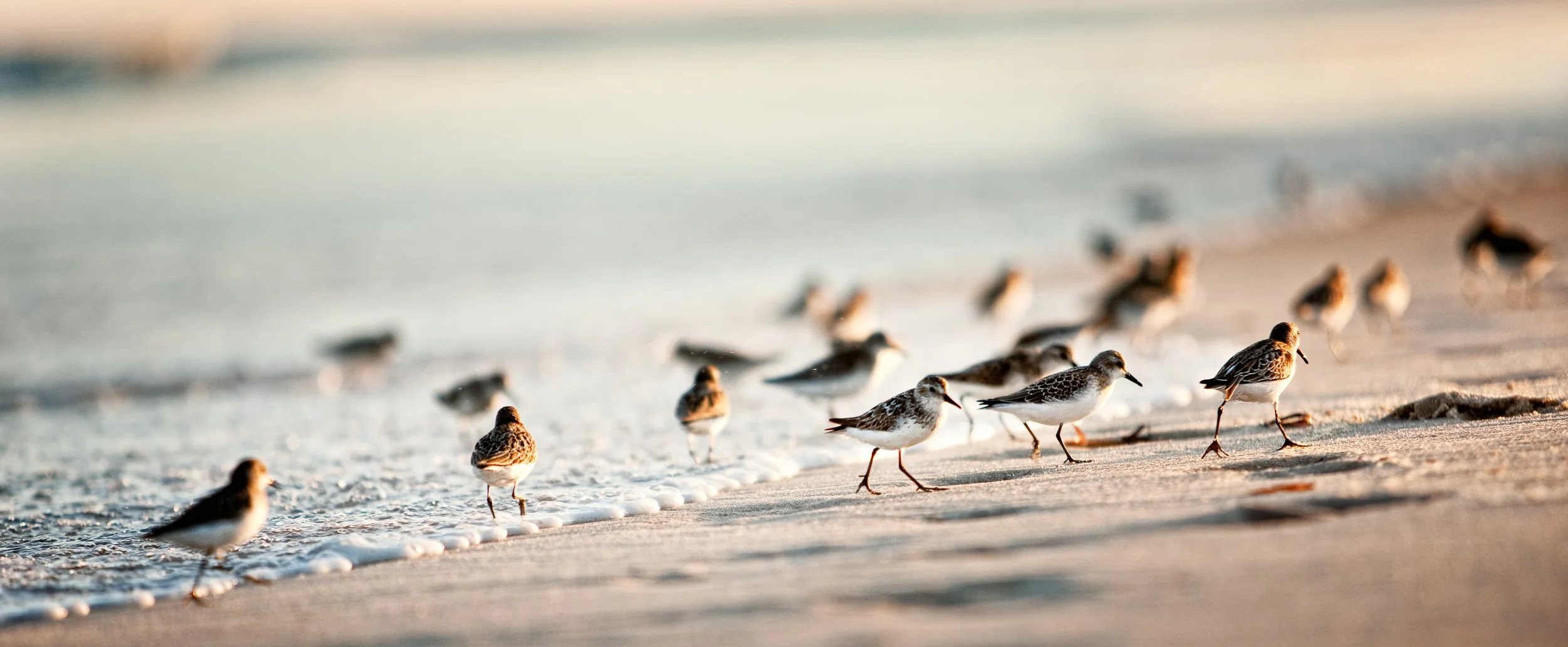 090901_Piping_Plovers_012_FNL.jpg