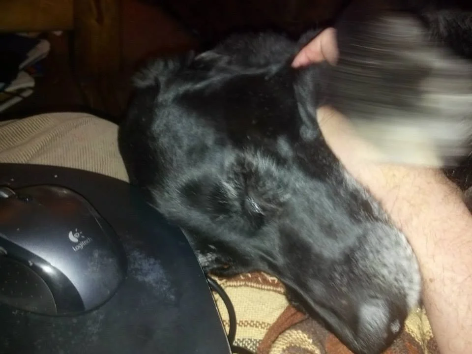 Lap desk + dog = coding bliss.