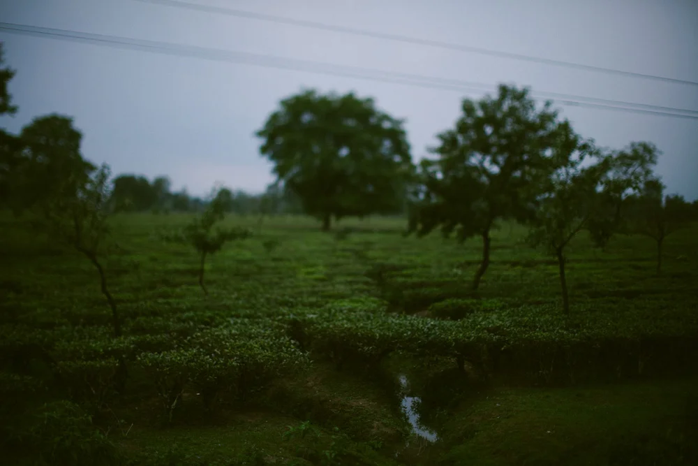 darjeeling_india_alecvanderboom (6 of 25).jpg