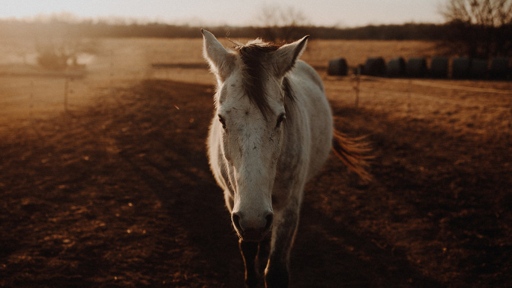 alec_vanderboom_horses_online-0022.jpg