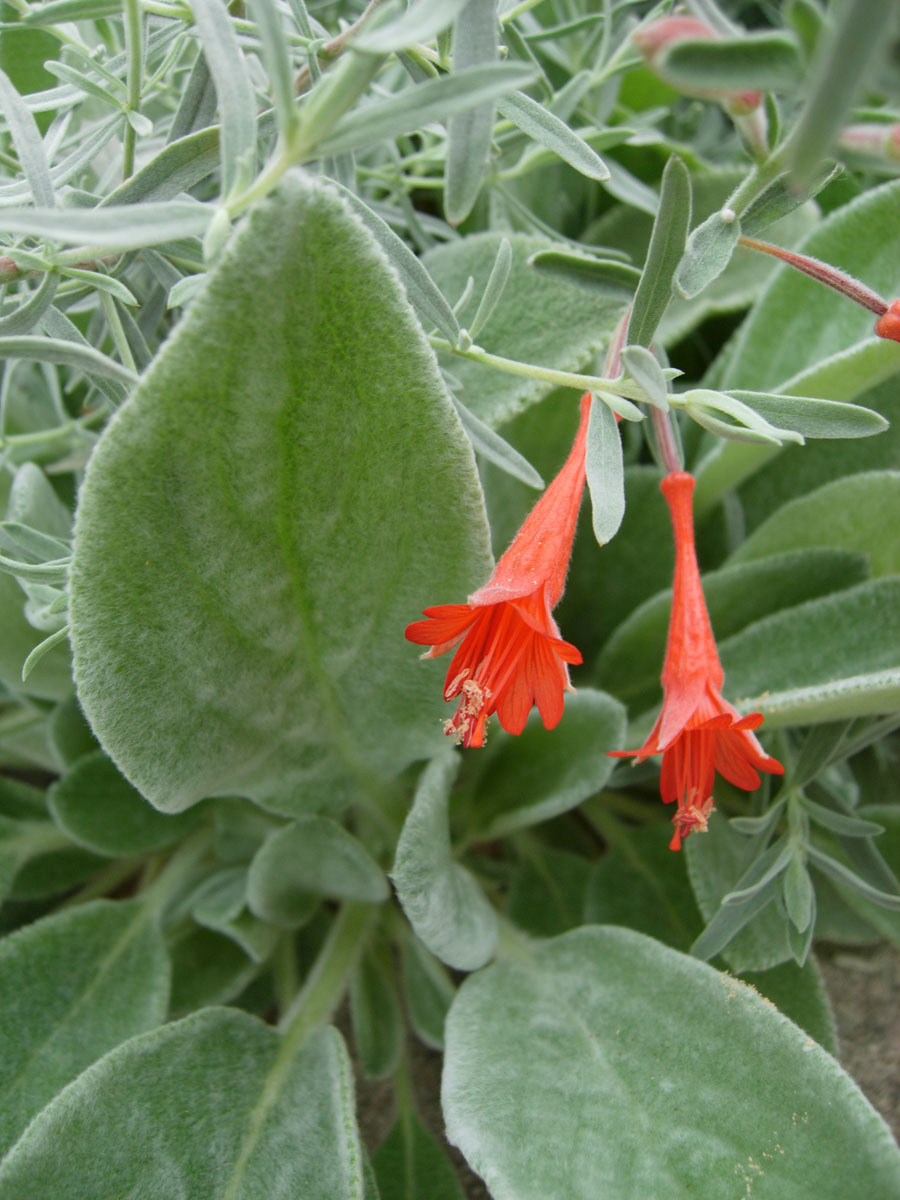 3a lambs ears & ca. fuchsia.jpg