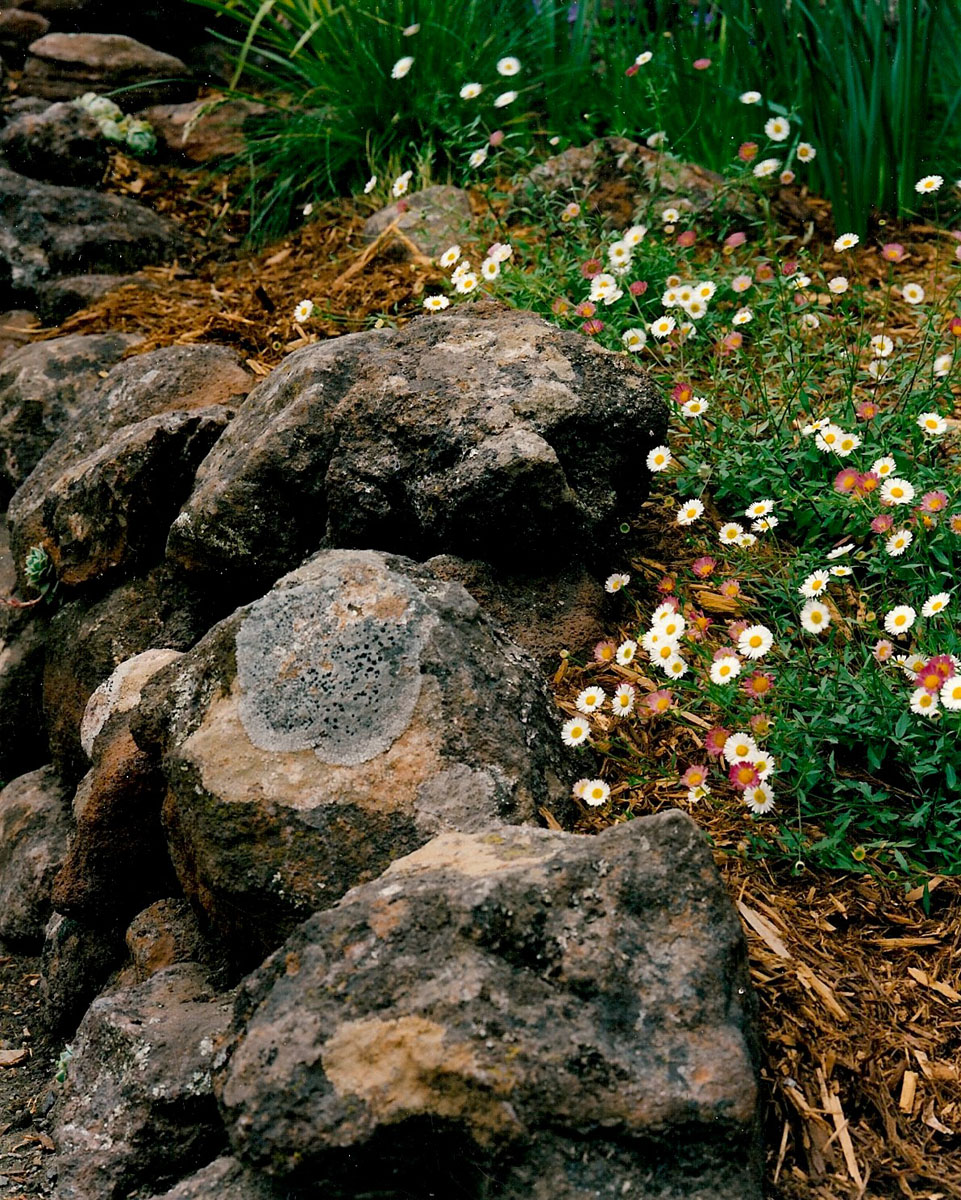 1 JJ front garden  rock wall  mexican fleabane.jpg