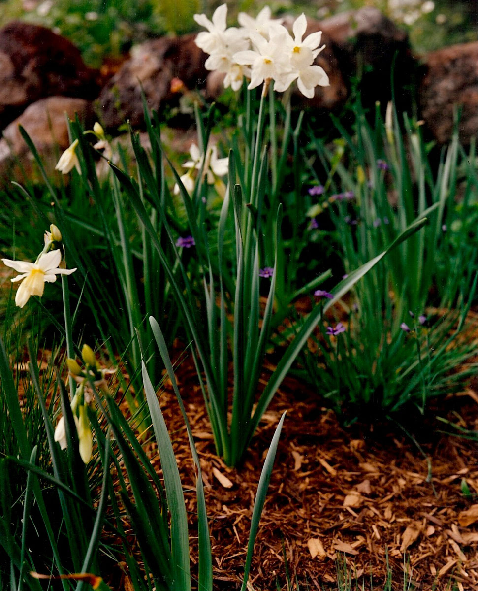 JJ front garden  rock wall narciccus.jpg