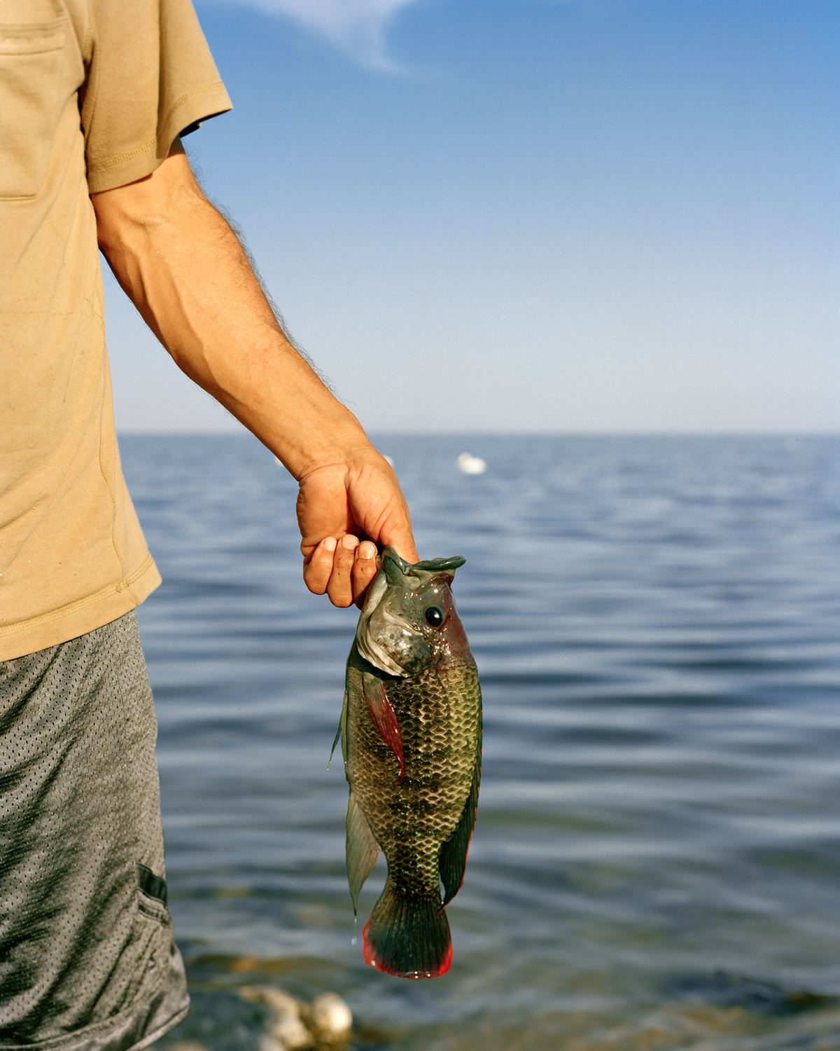 Tilapia, North Shore