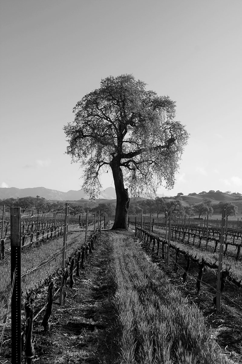 THE TREE - Vertical .png