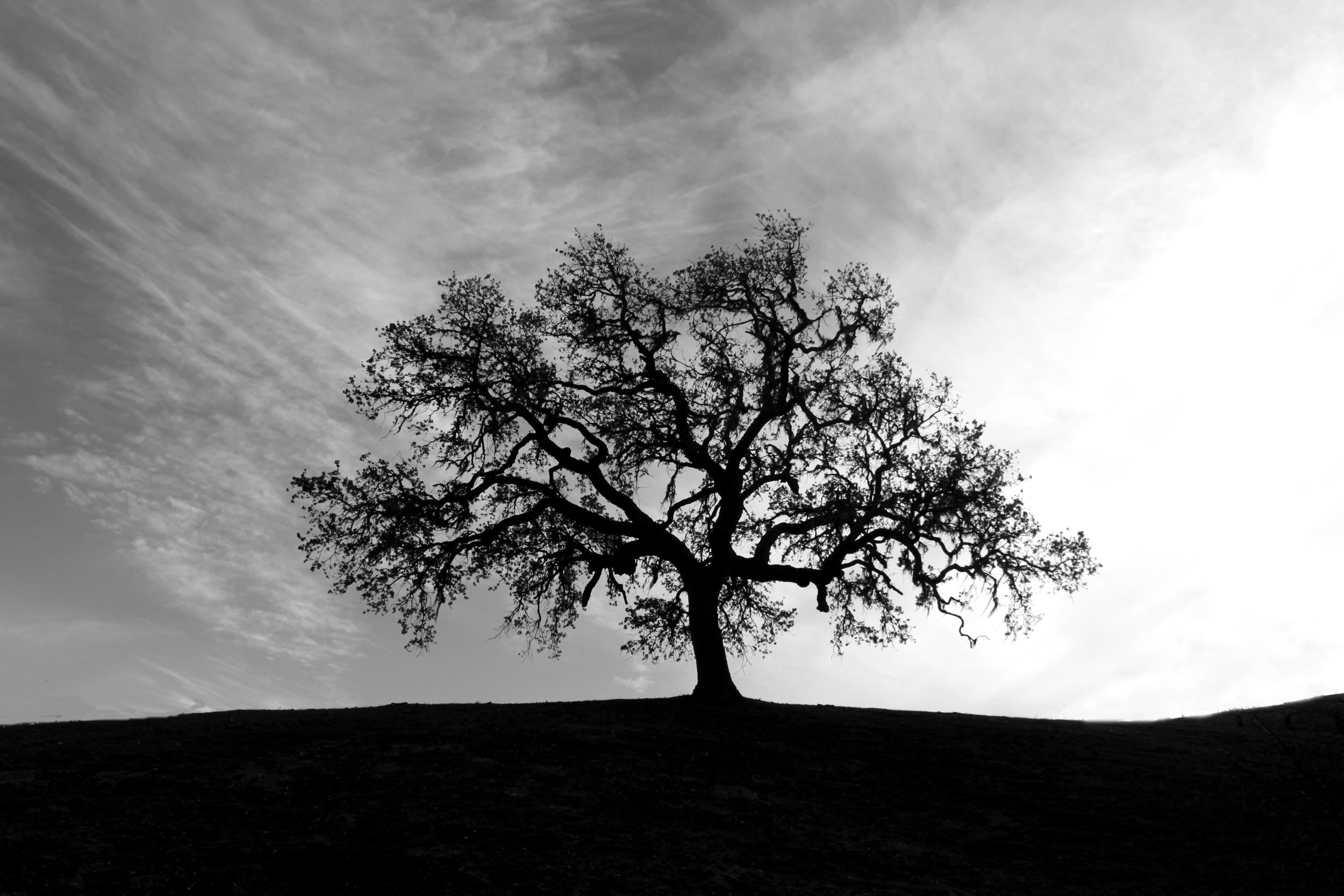 Vineyard Trees.png