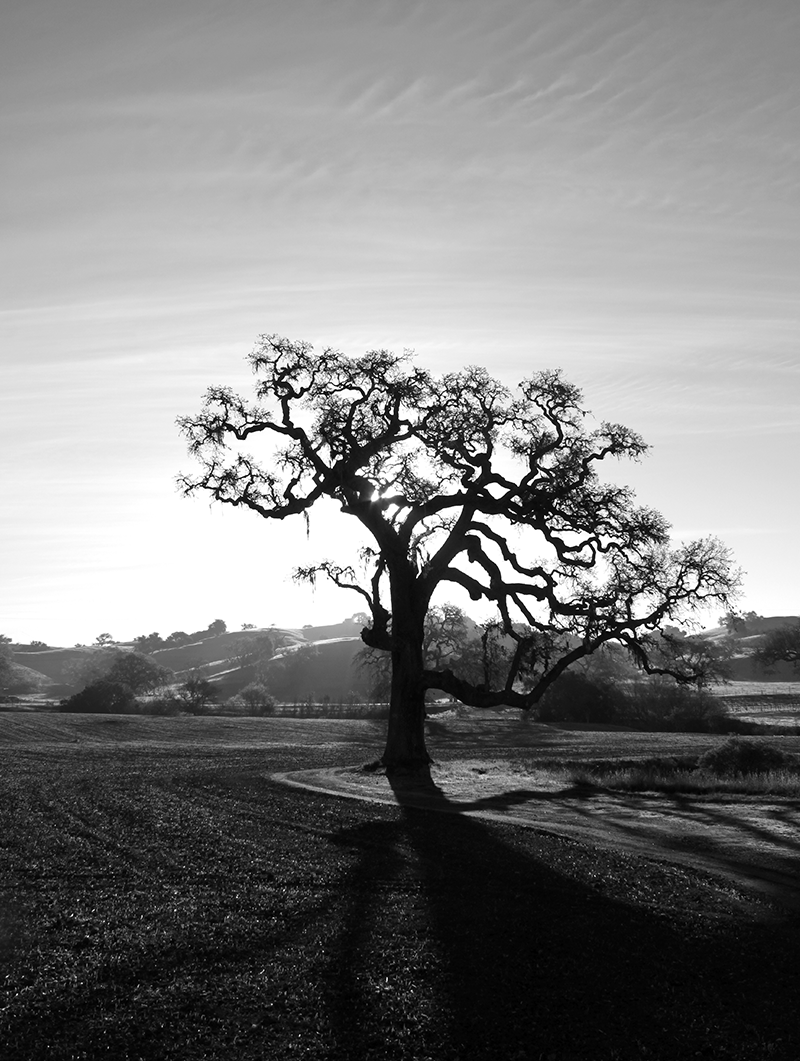 The Wizard Tree Vertical .png