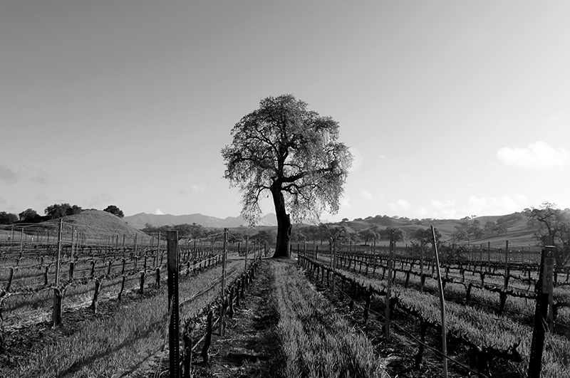 THE TREE - Landscape .png