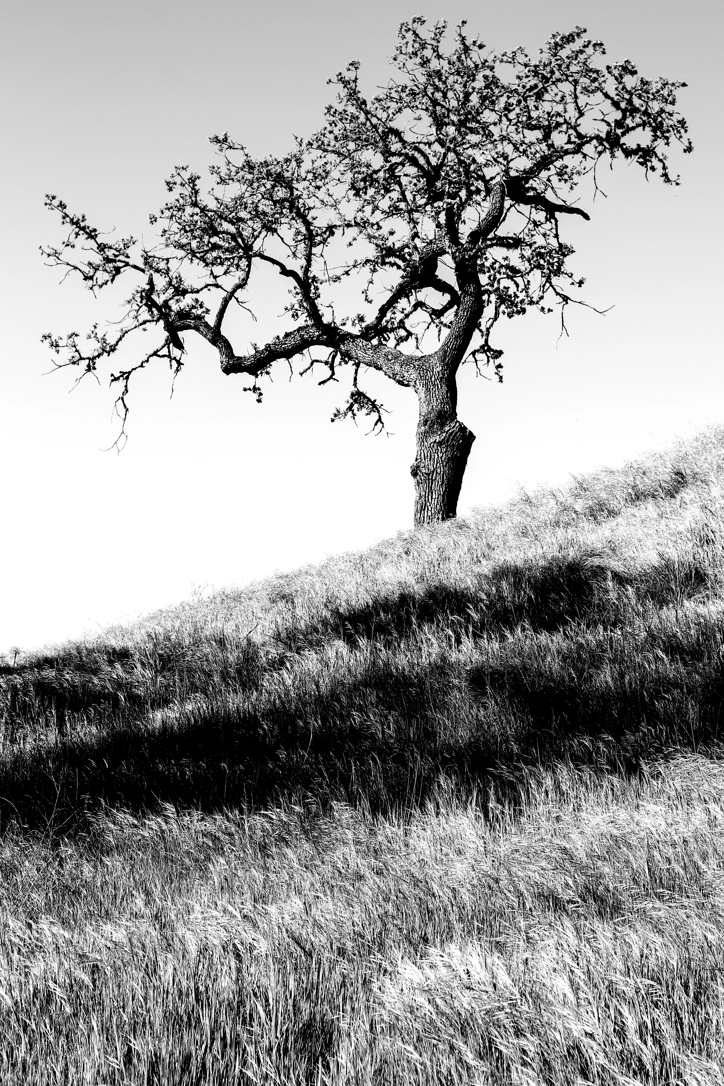 Tree for 2018 - 2.jpg