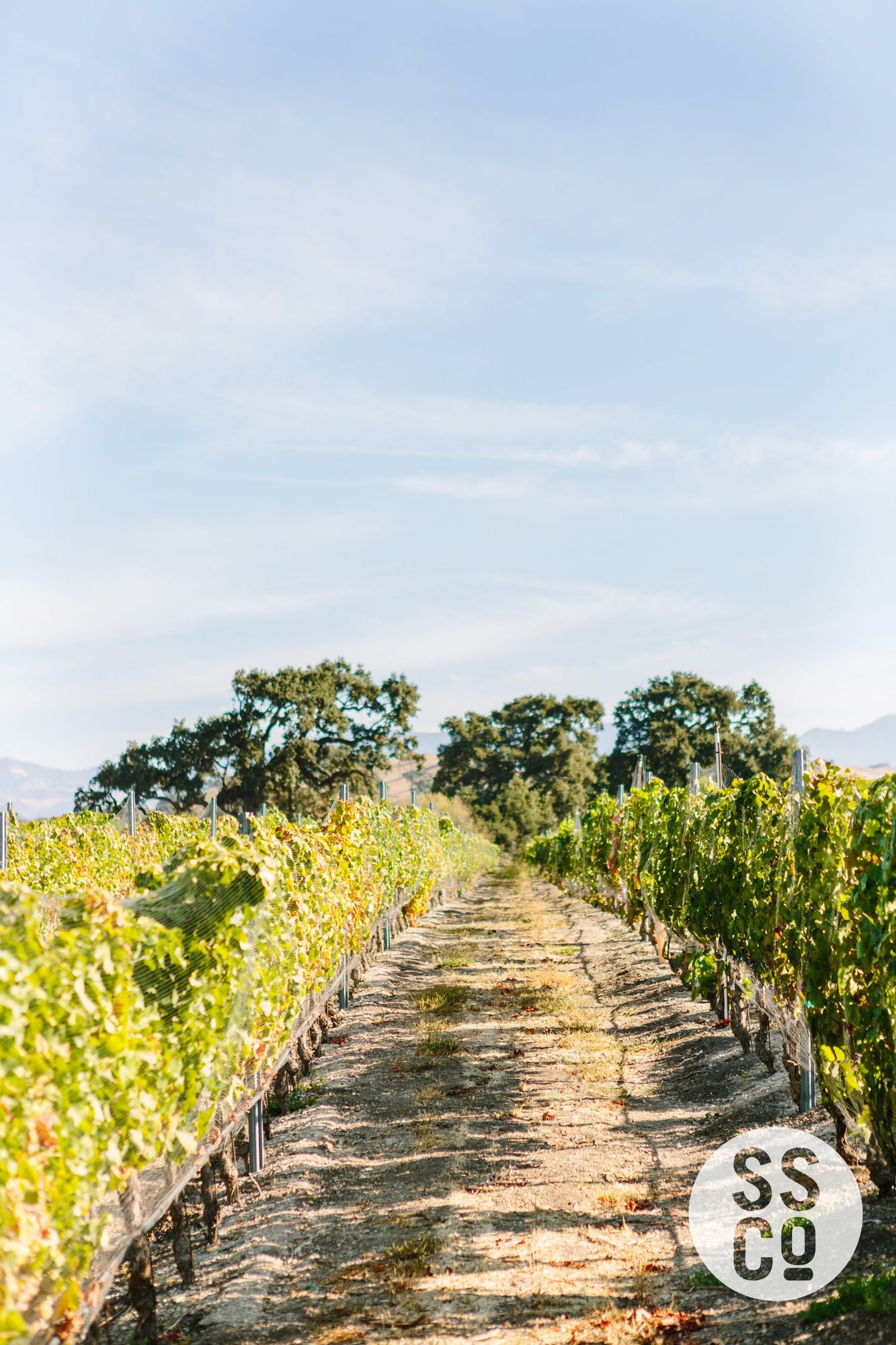 Saarloos&SonsVineyardDay2018-PhotographerLauraPedrino-499.jpg