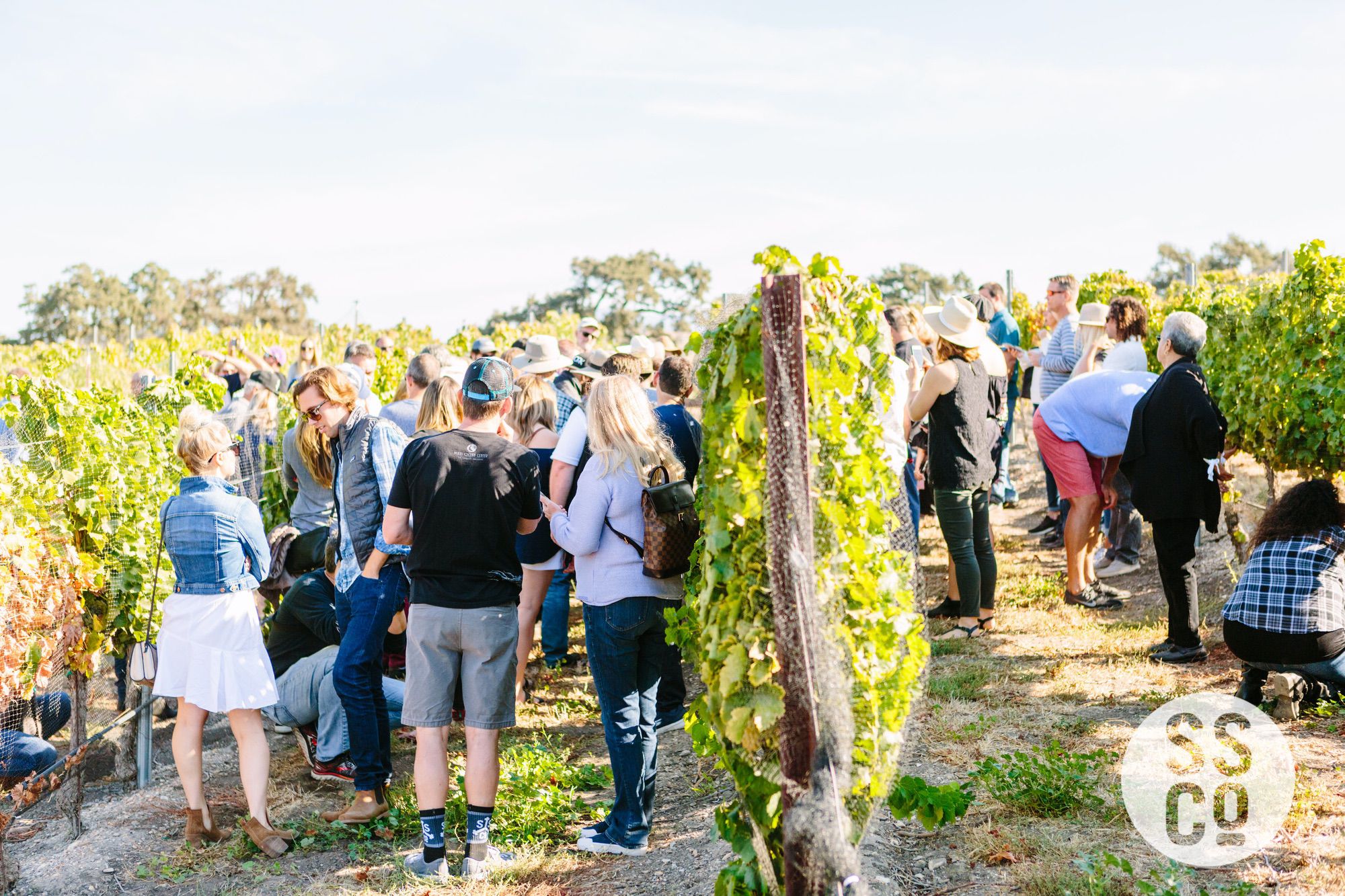 Saarloos&SonsVineyardDay2018-PhotographerLauraPedrino-544.jpg