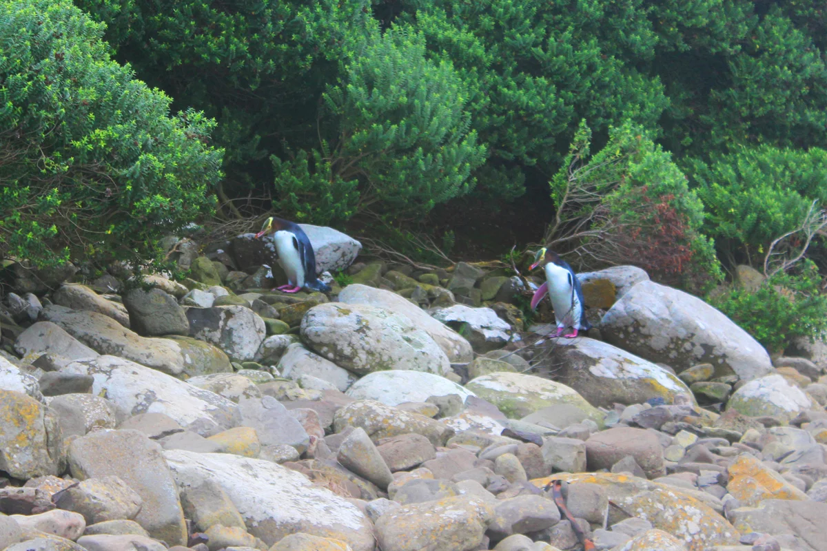 Rare yellow-eyed penguins in Curio Bay