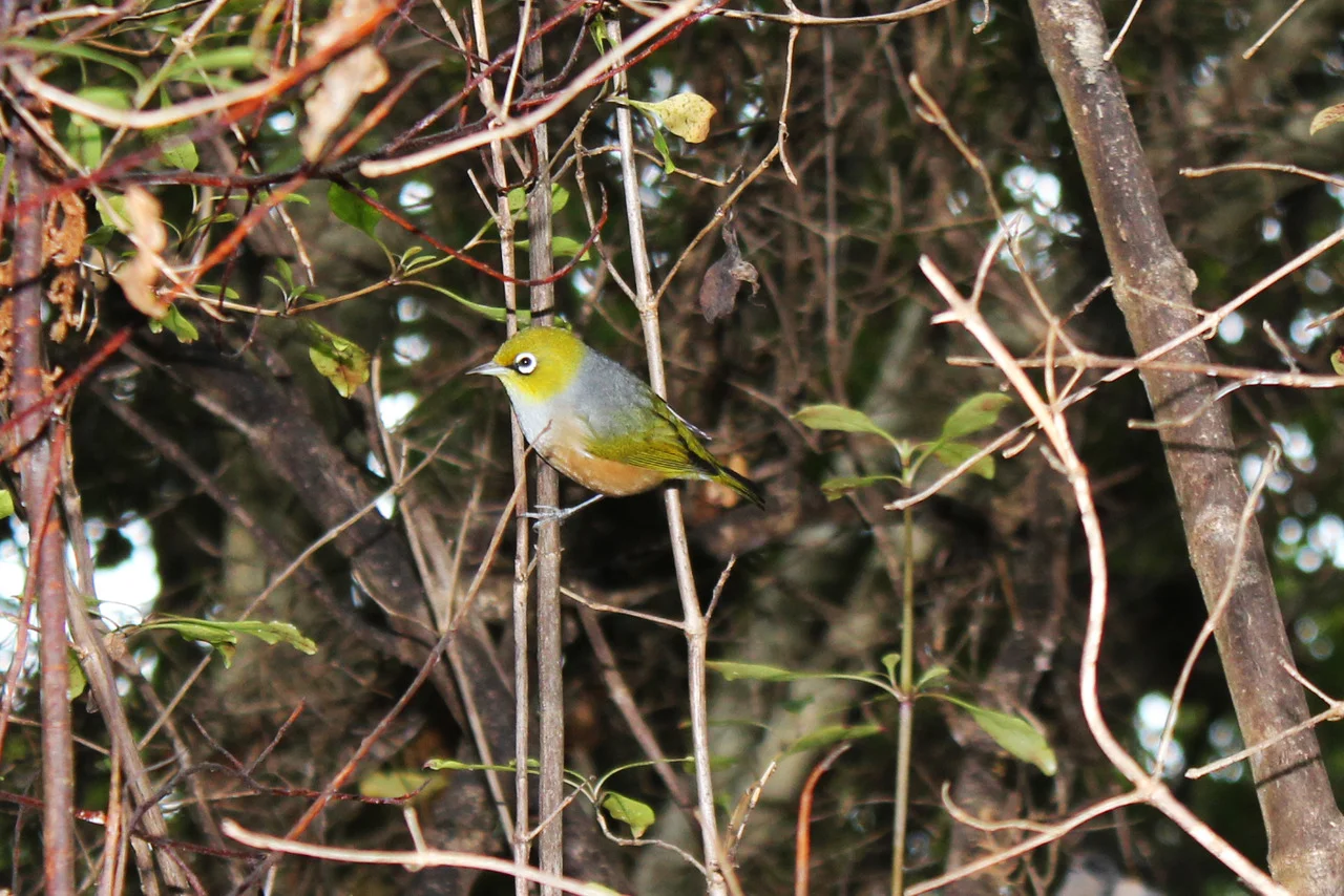 A silver-eyed native