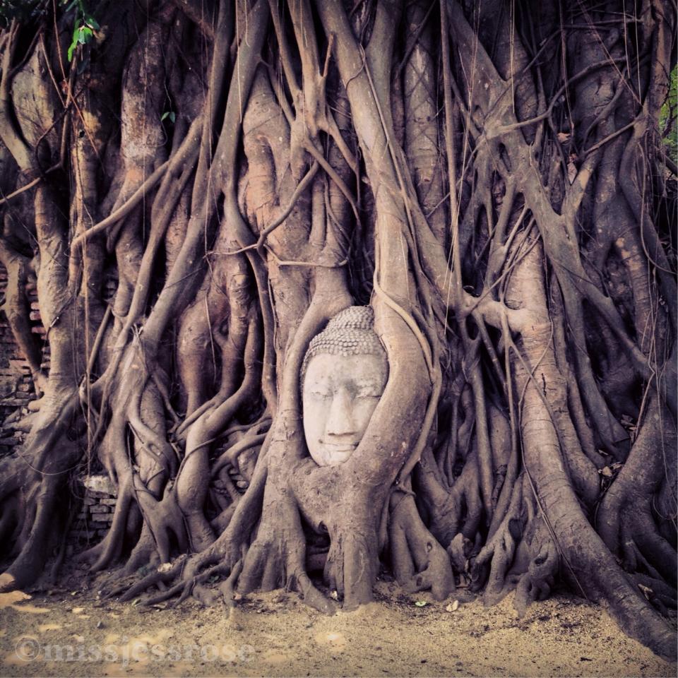 Buddha in a Bohdi tree, Thailand