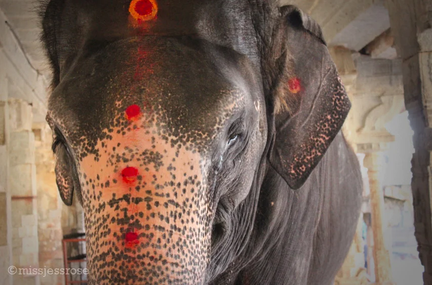 Lakshmi-sized bindis 