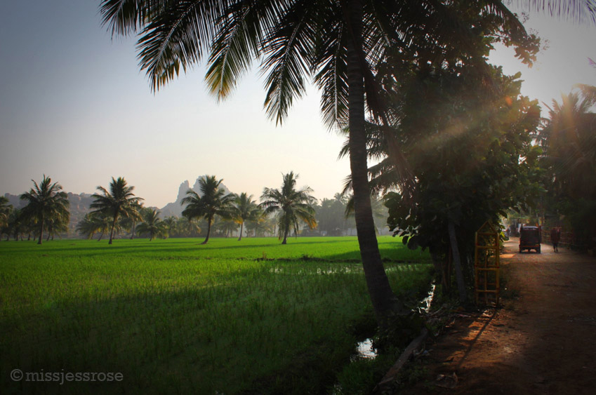 A morning walk through the rice paddies