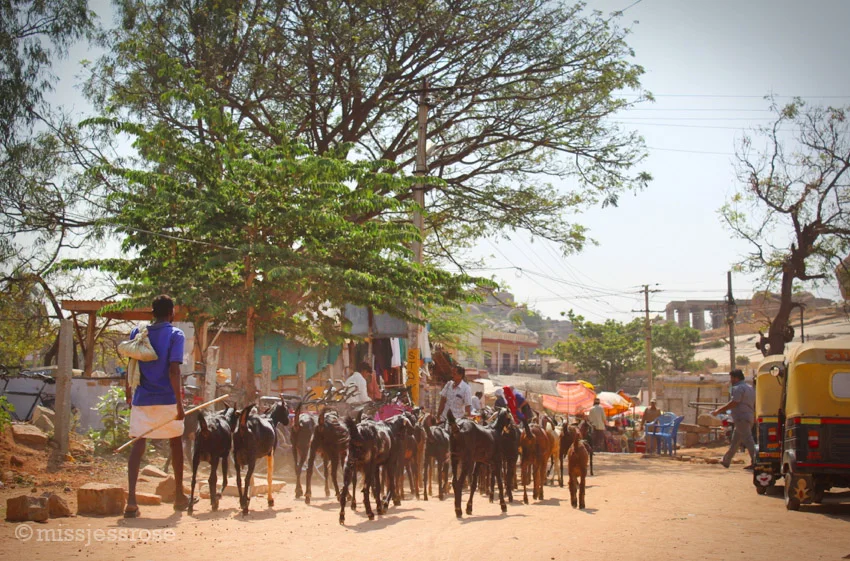 Herding goats through what's left of the Hampi bazaar