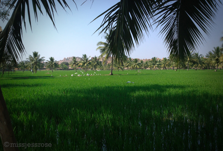 Lush green rice paddies and brown, dry ancient ruins beyond 
