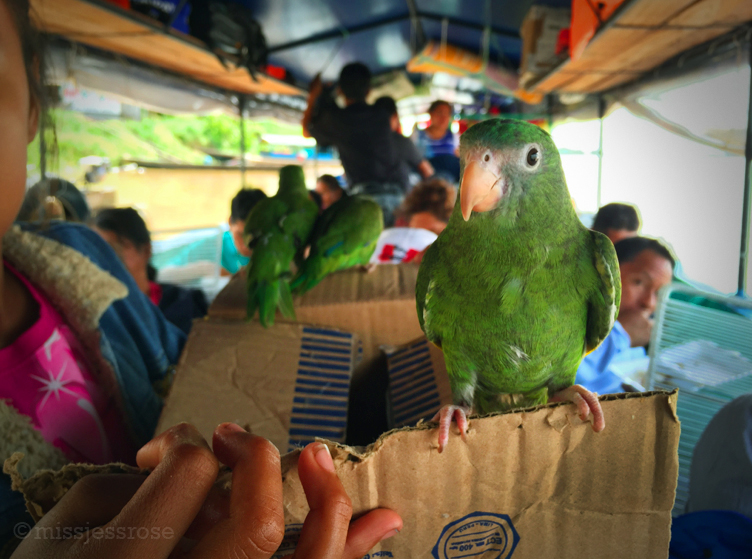 Bird friend on the boat taxi.
