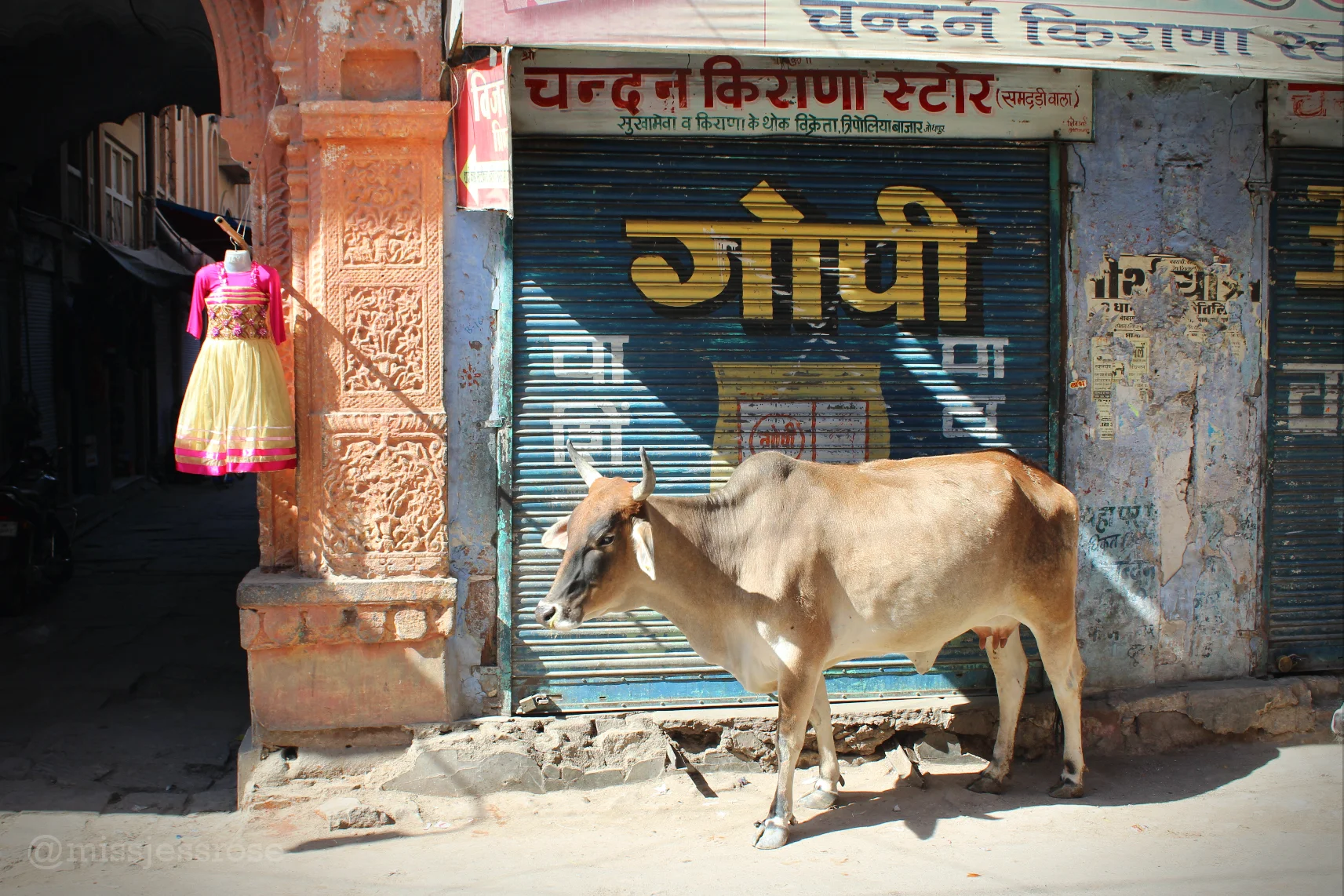 Street cow chillaxing in Jodhpur, India.