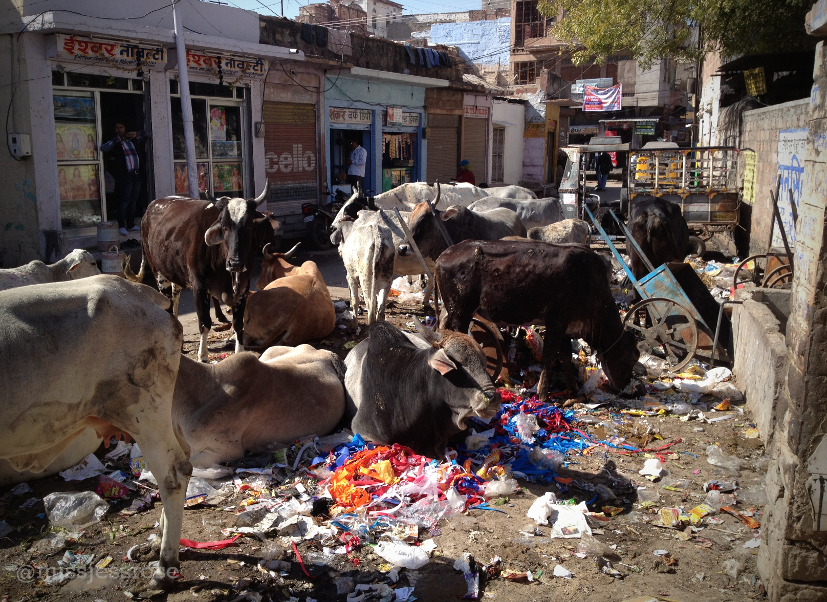 Cows sleeping in a heap of garbage—a normal sight in Jodhpur. 