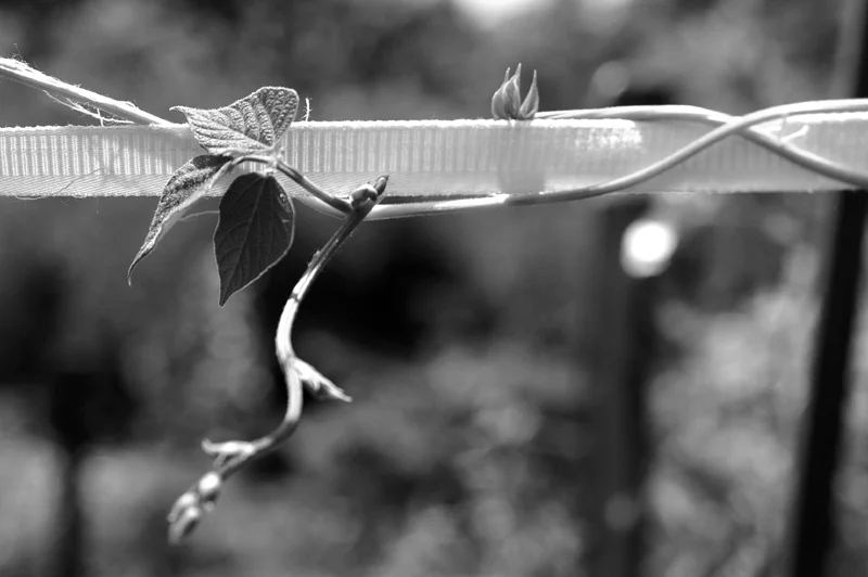ribbed_vine.jpg