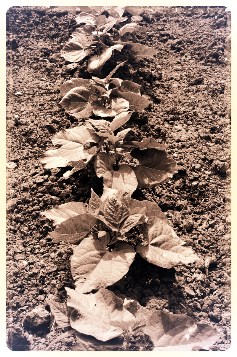 victory_gardens50.jpg