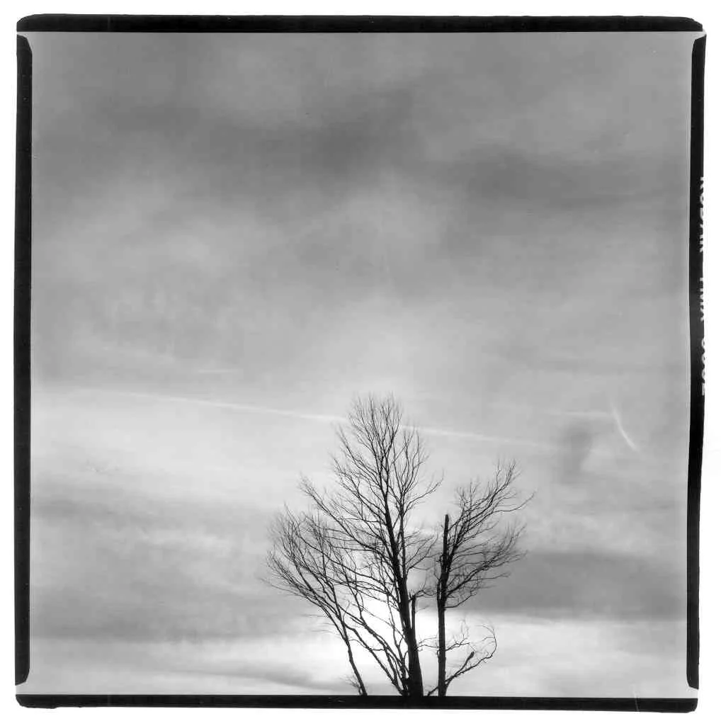 Leafless