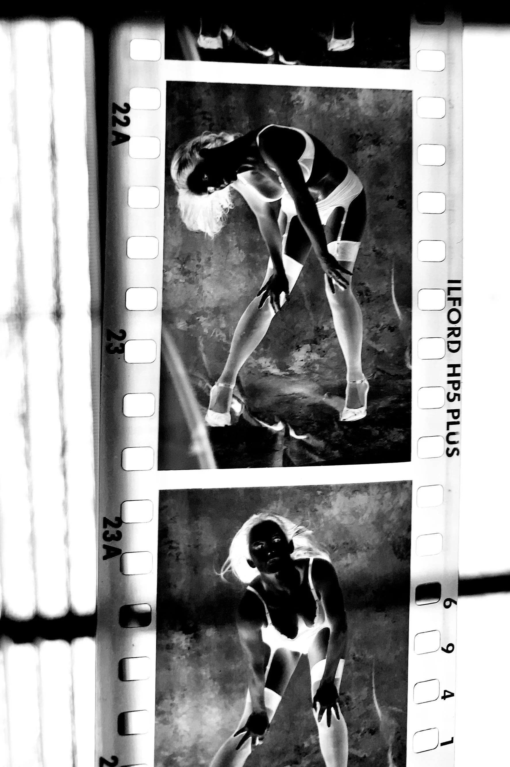 Full Blown Gallery Cynthia Zordich