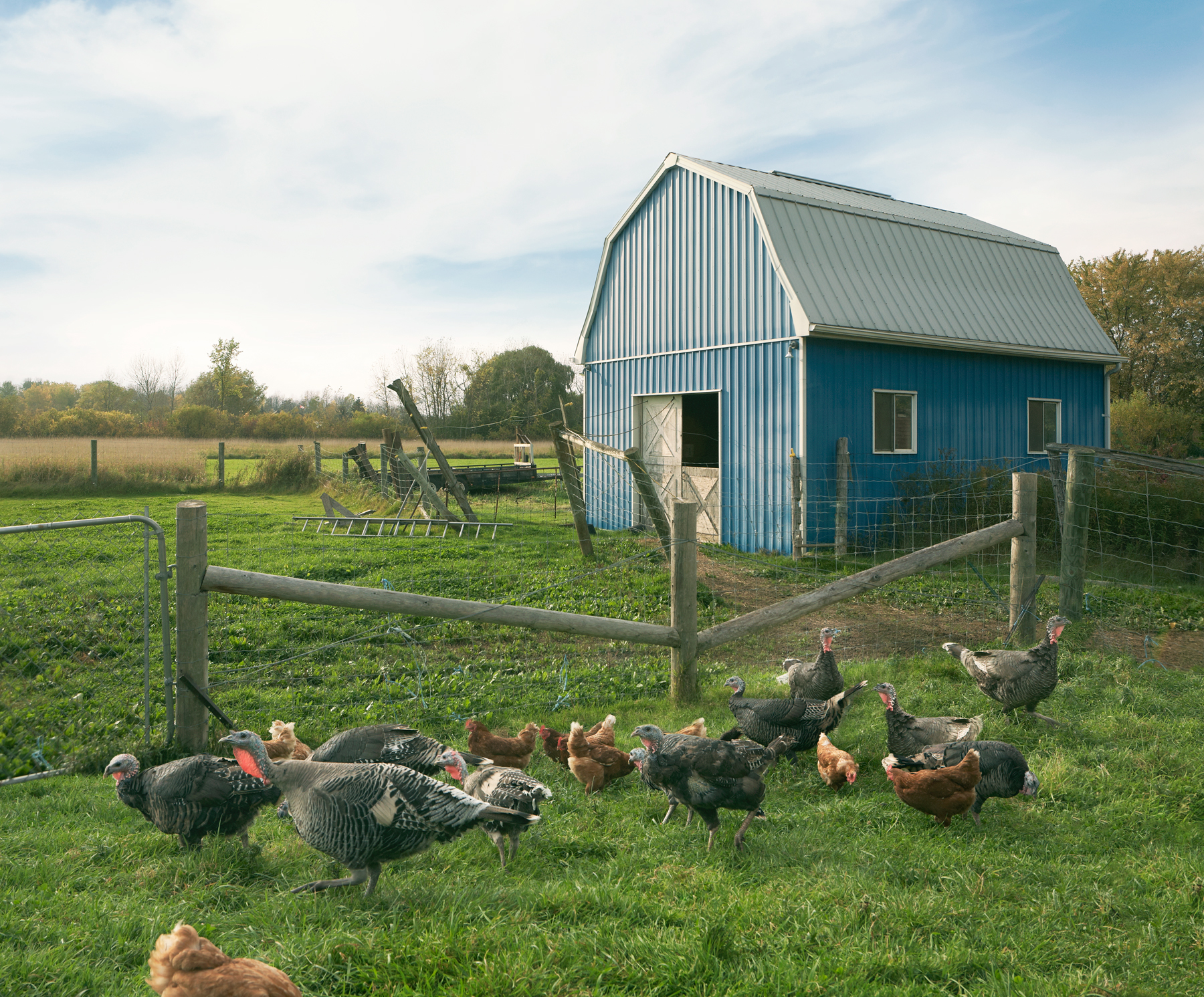  “Farm to Table”    Client: Toronto Life Magazine 