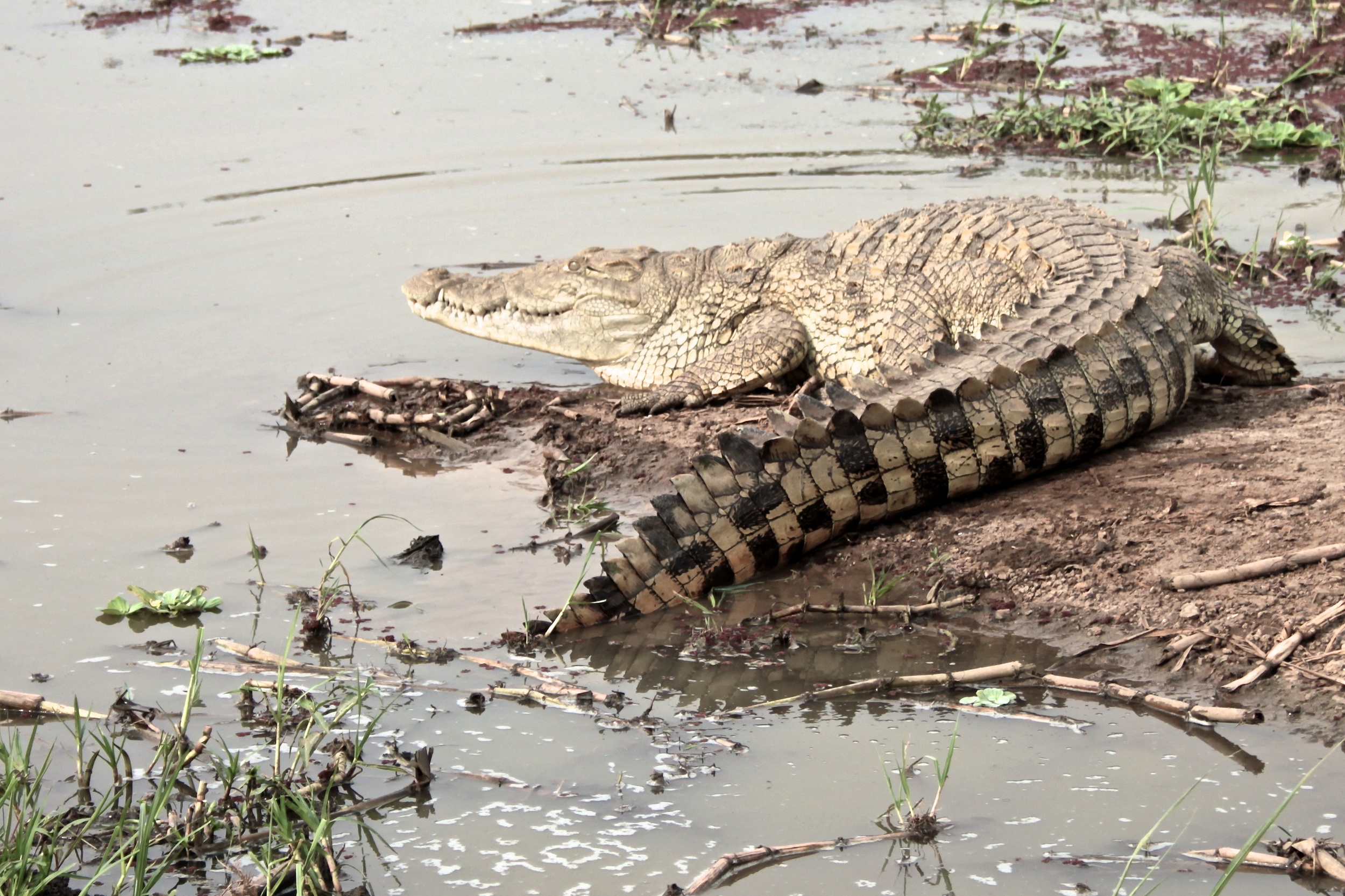 Croc!.jpg