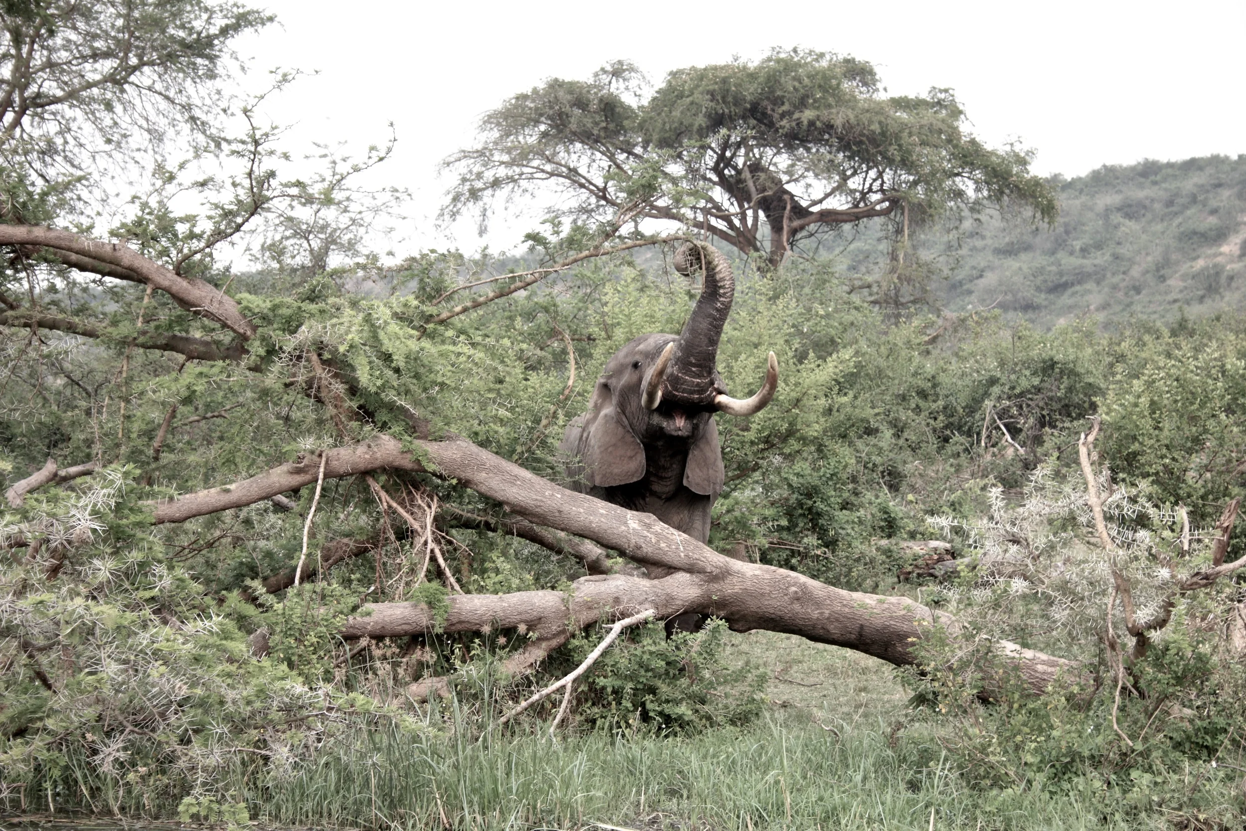 Pachyderm Feeding.jpg