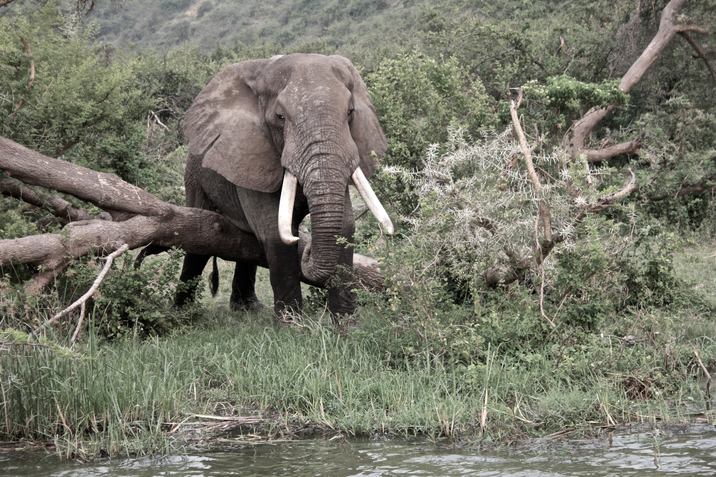 Pachyderm.jpg