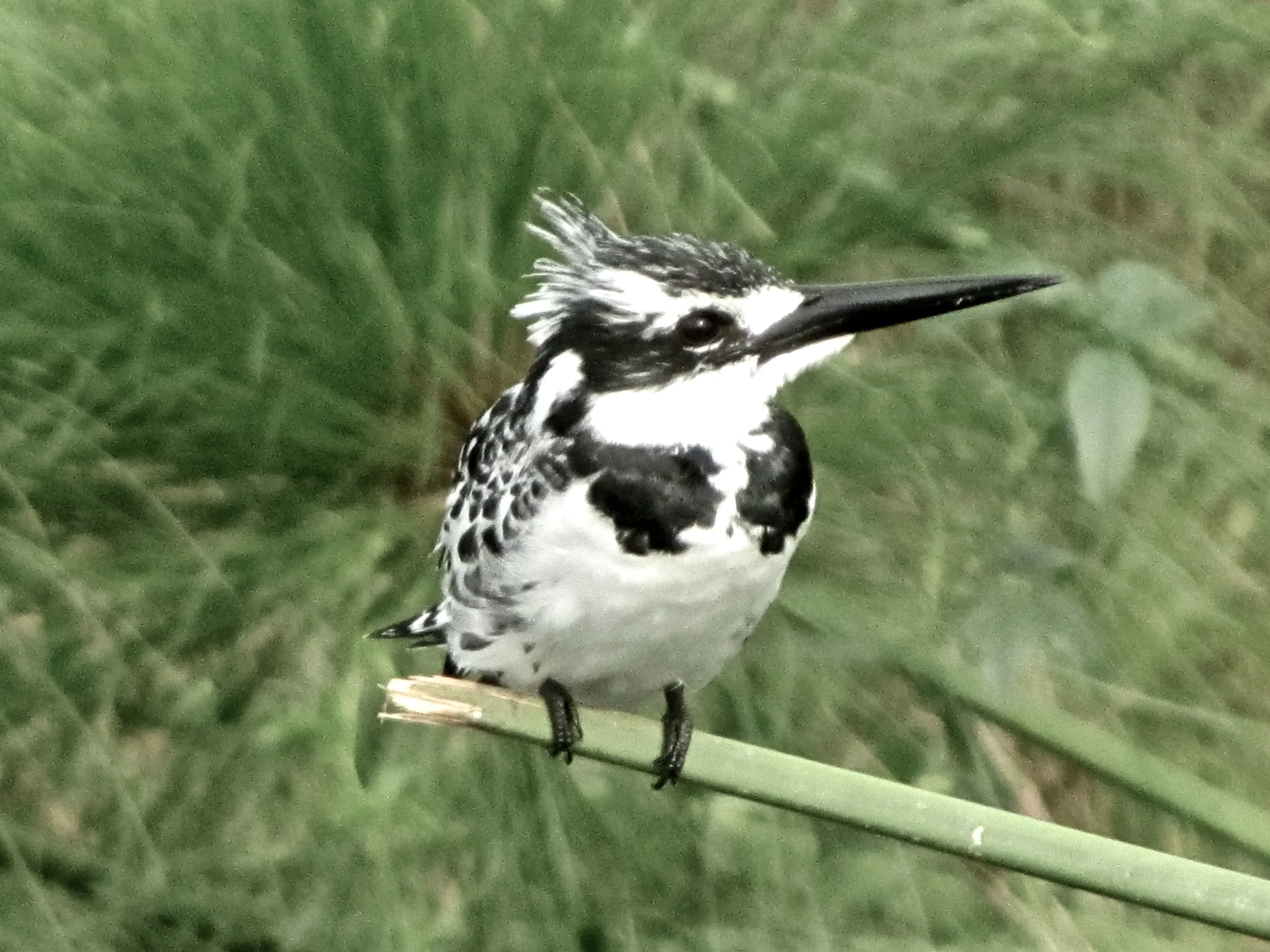 Kingfisher.jpg