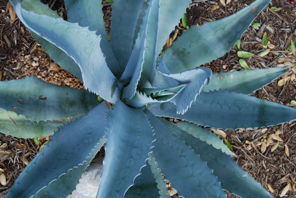 Blue agave benefits for hair, skin, and nails, nutritional information —  The Butters Hygienics Co.