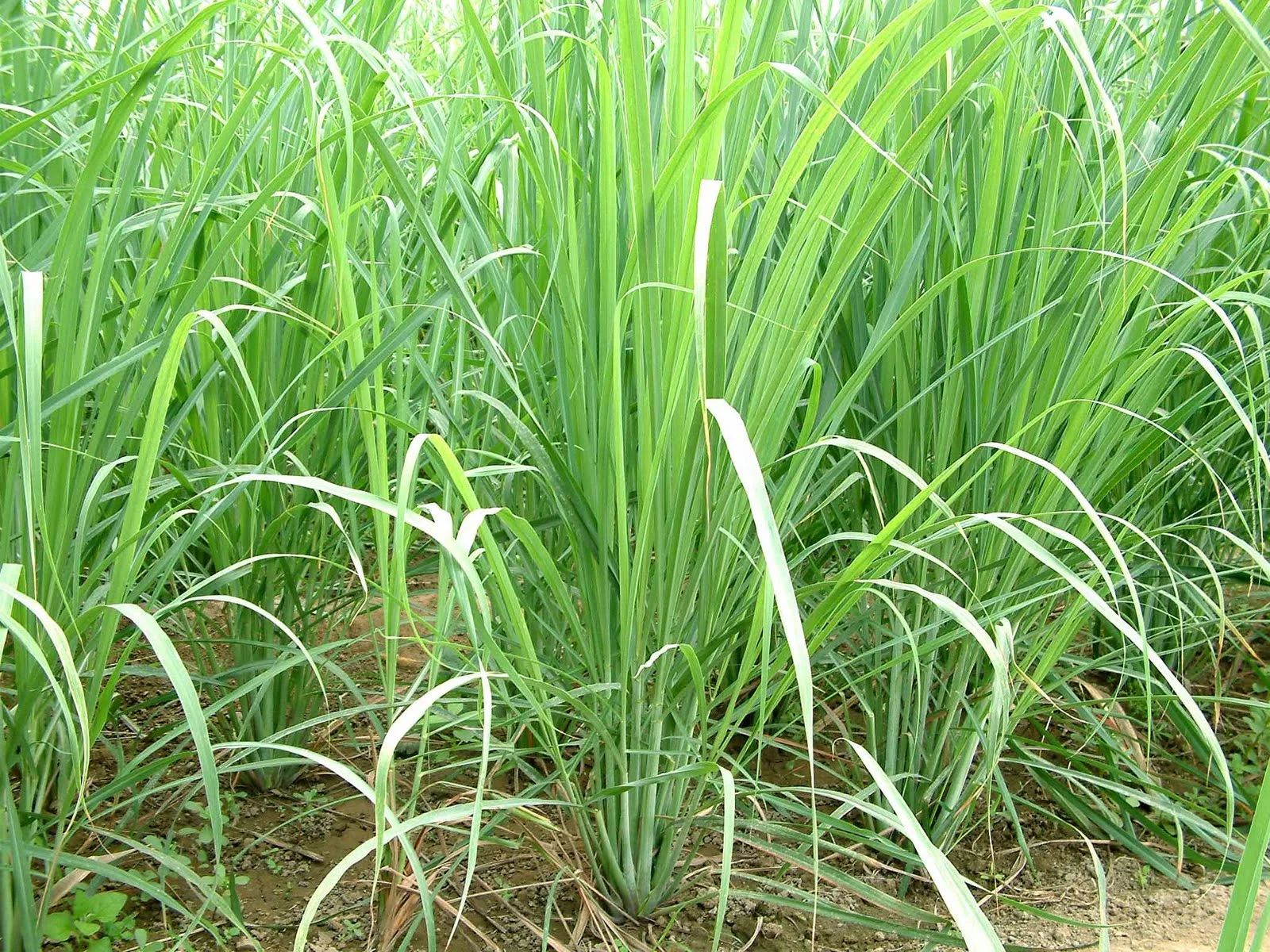 lemongrass.jpg