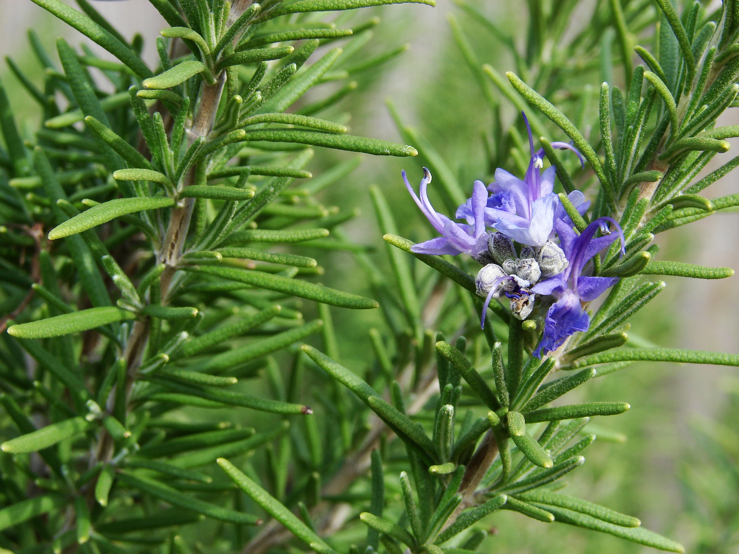 Rosemary Essential Oil benefits for hair, skin, and nails, nutritional  information — The Butters Hygienics Co.
