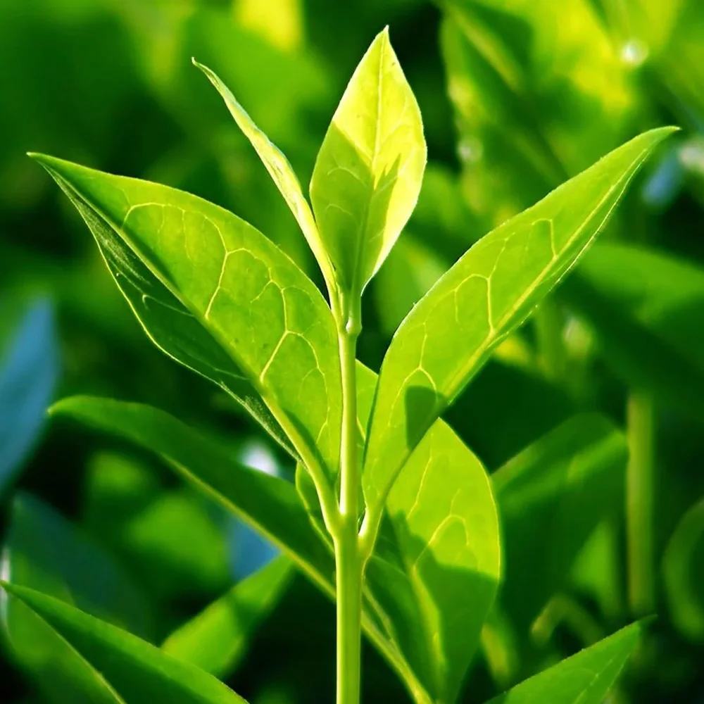 teatree.jpg