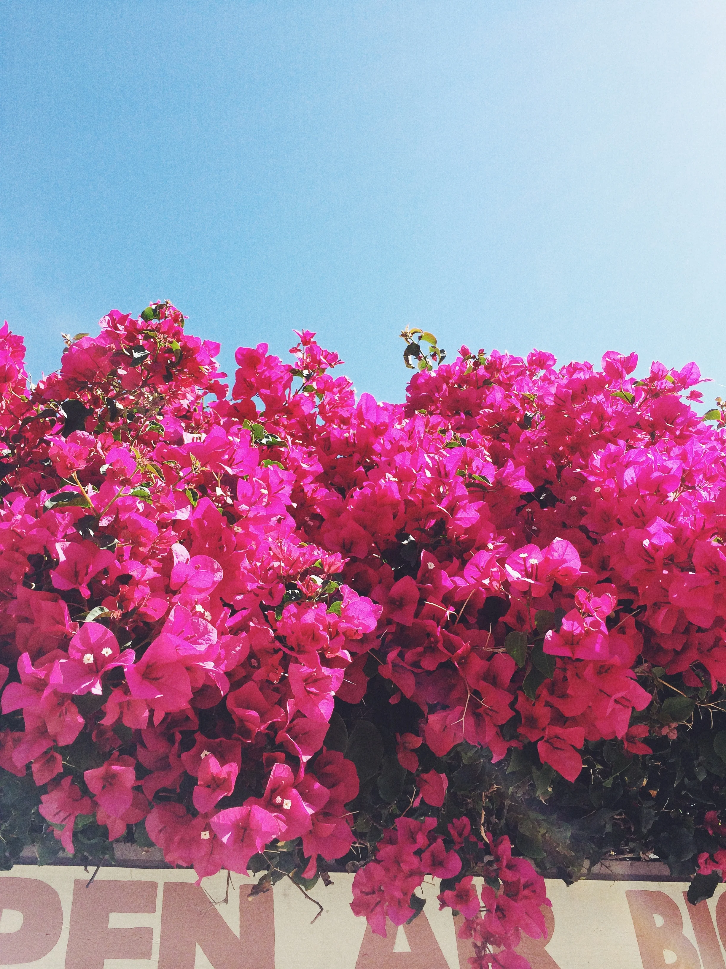 jasonquiz_bugambilia