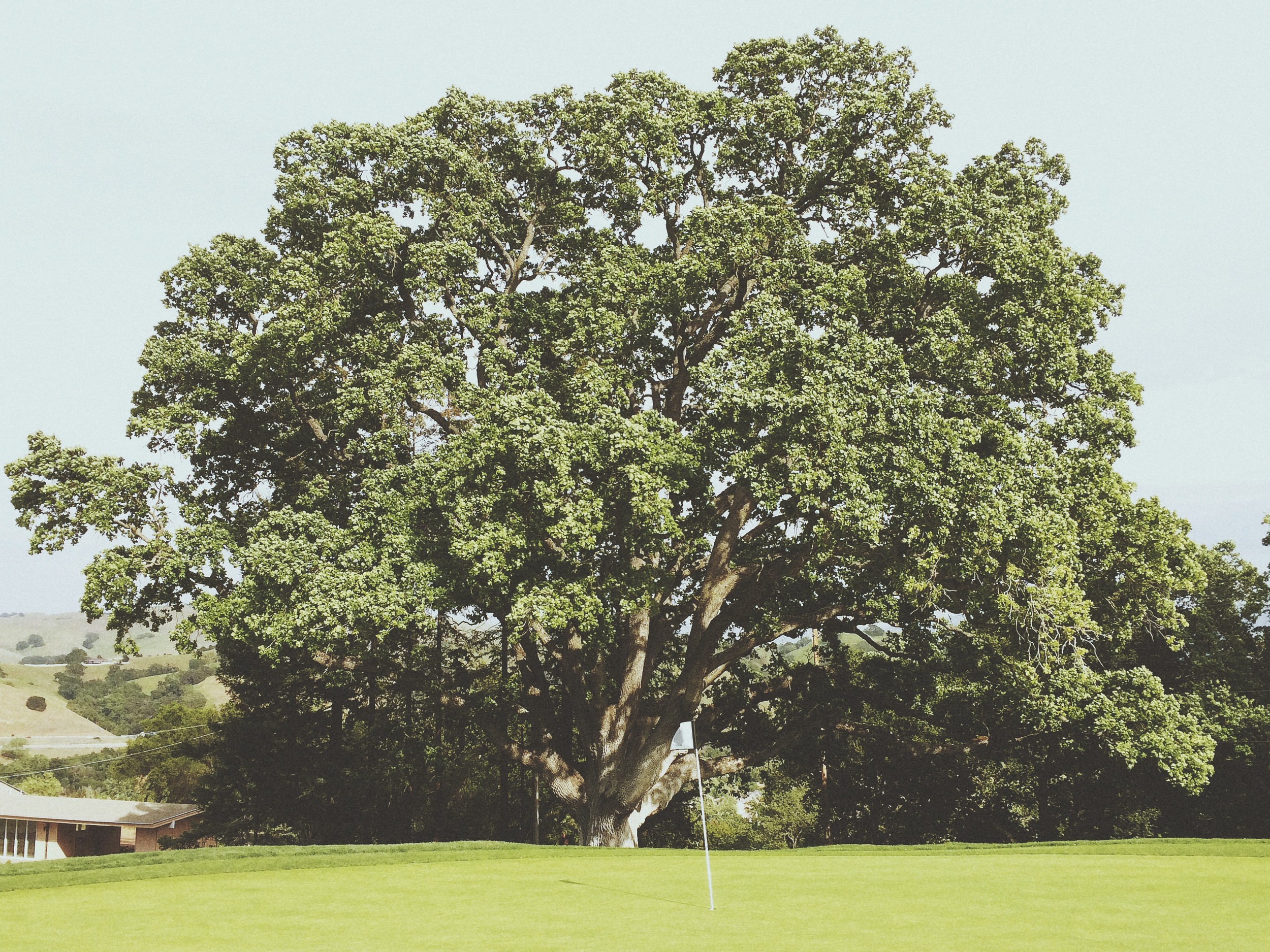 jasonquiz_golf_giant-oak.jpg