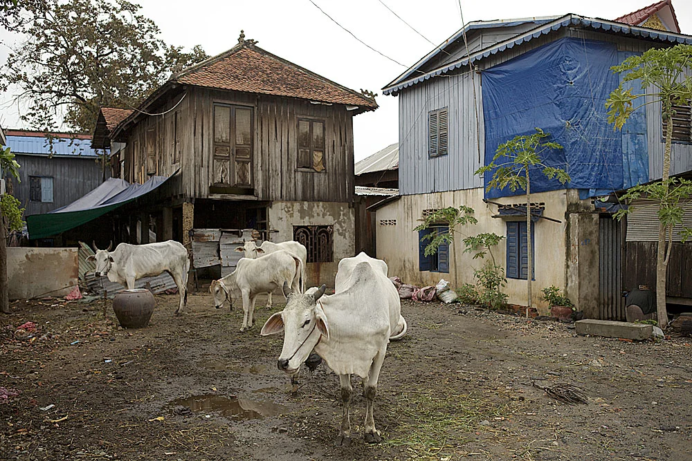 cows make interesting front yard decor along national highway