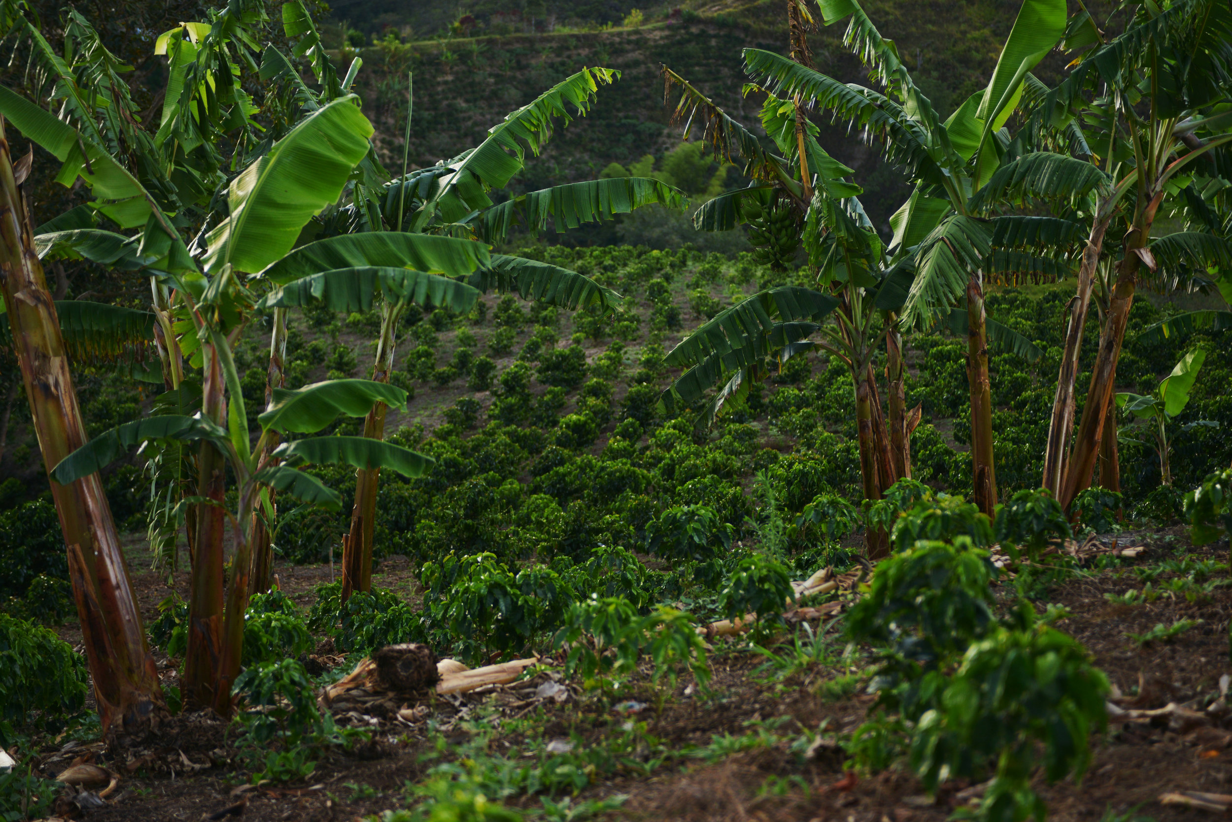 Colombia 2016 63.jpg