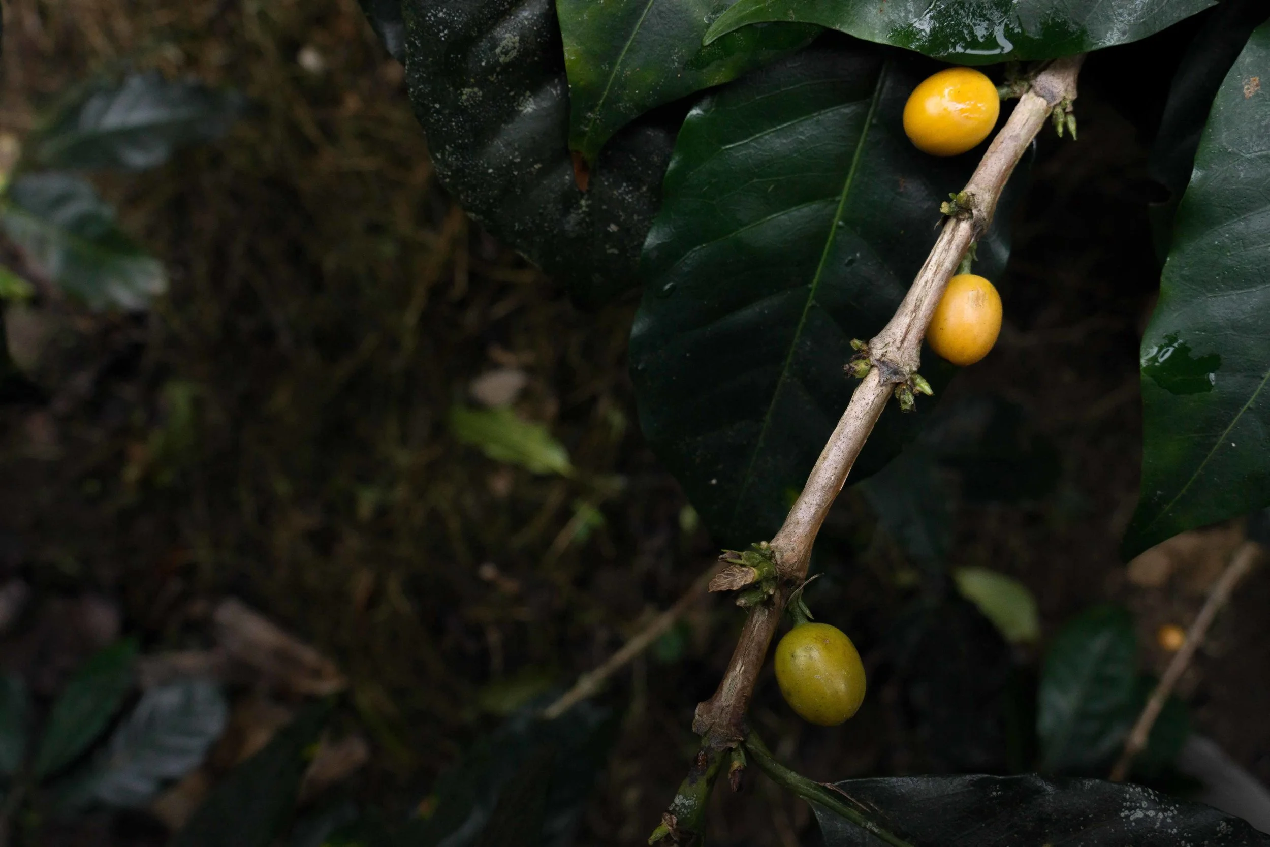 La-Fortuna-Peru-Quills-Cafe-Imports.jpg