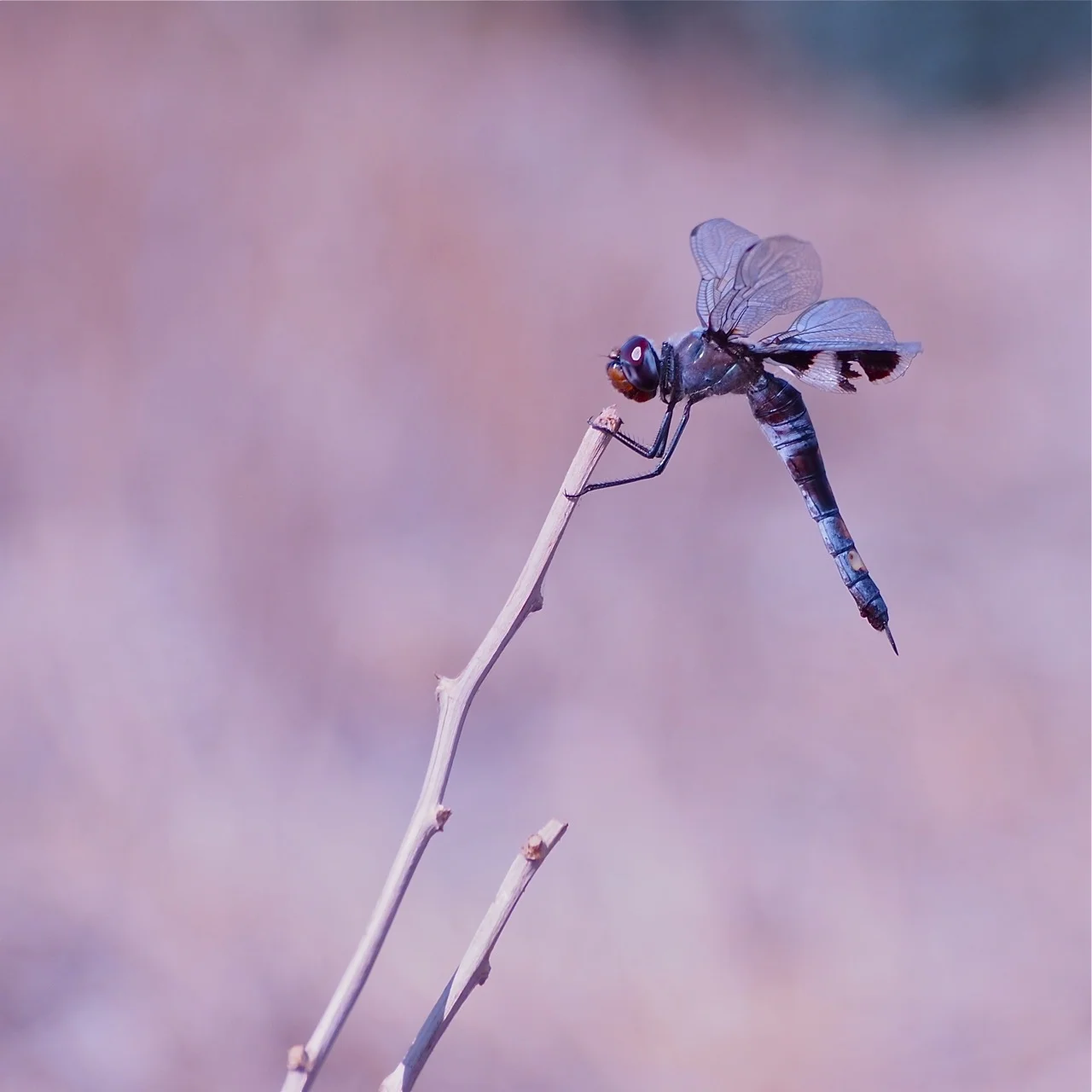 Transient
