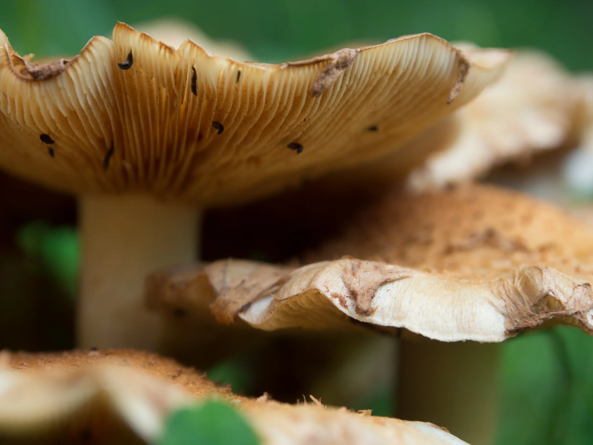 _8010094-1.jpg