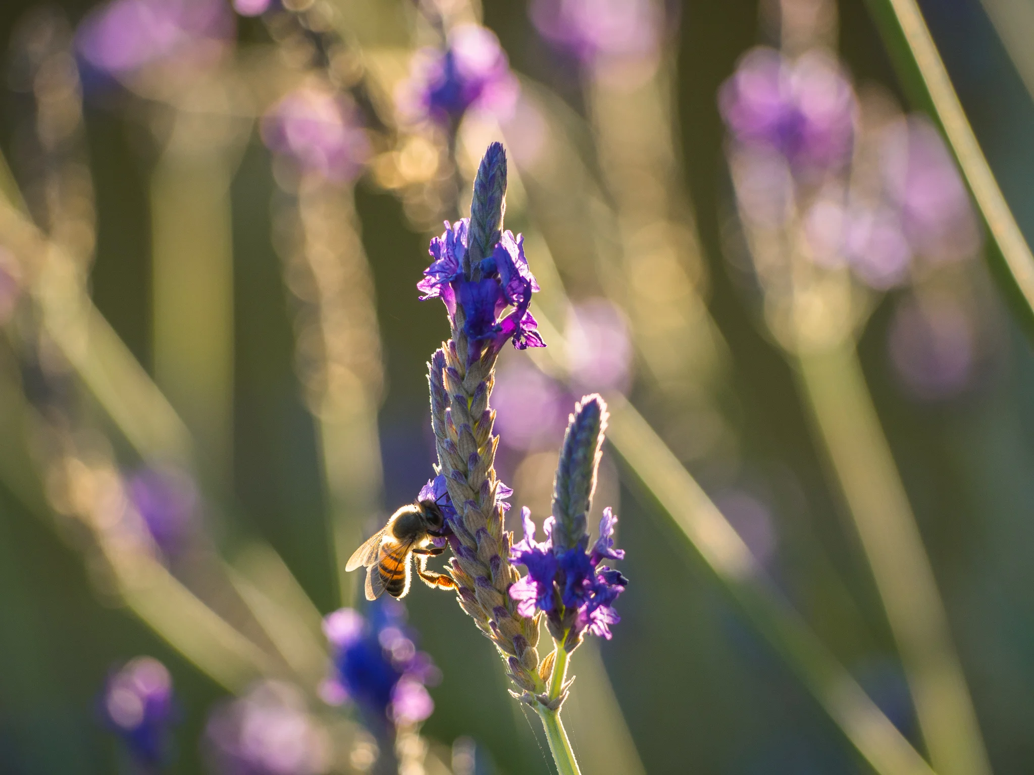 bee flower_Cathedral City.jpg