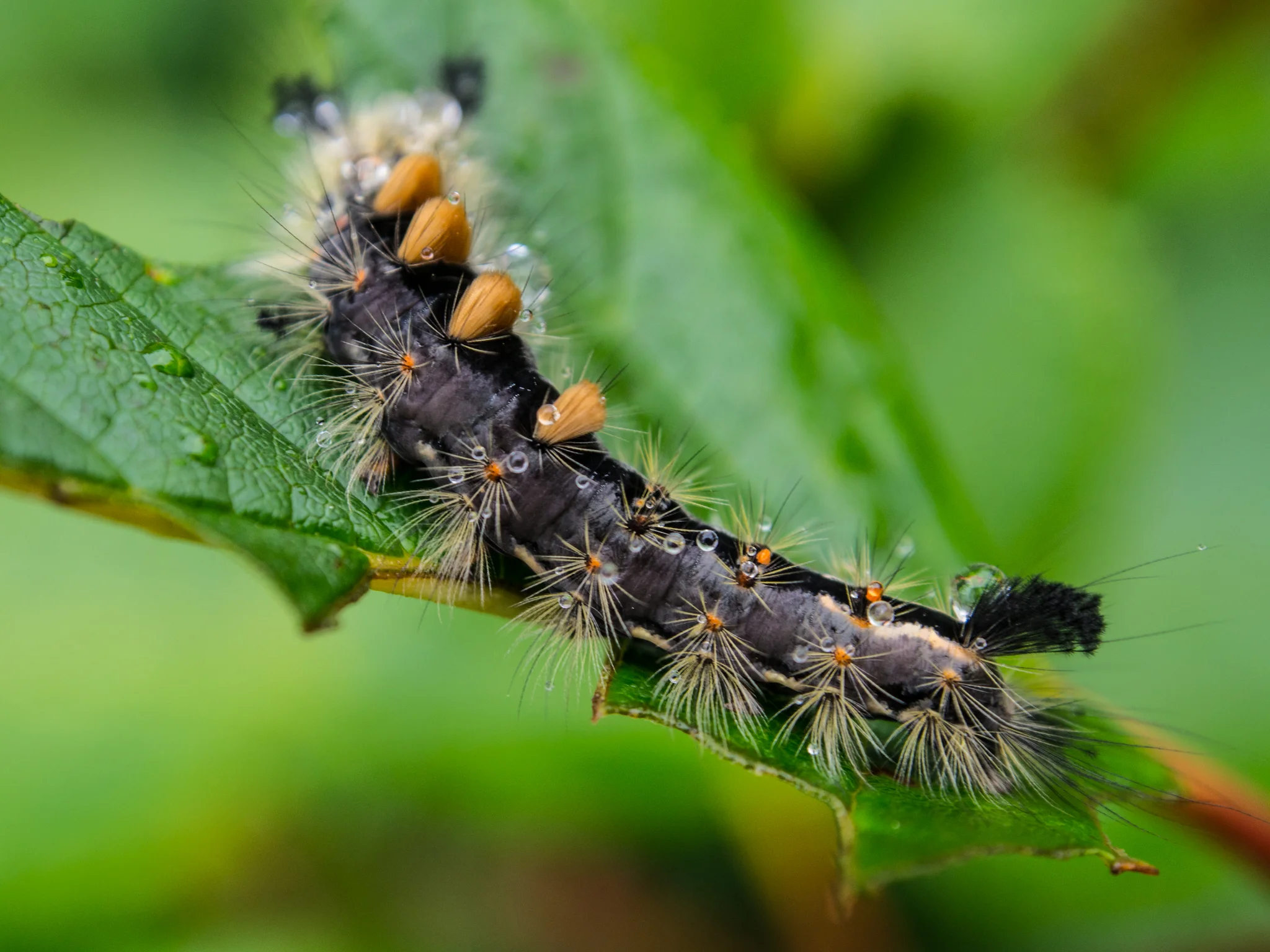 caterpillar alaska.jpg
